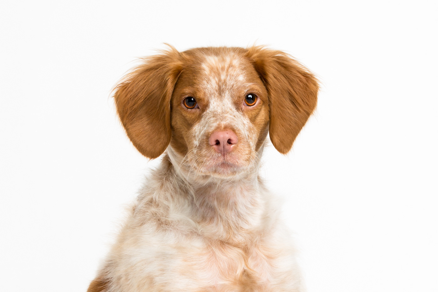 Doggie headshots