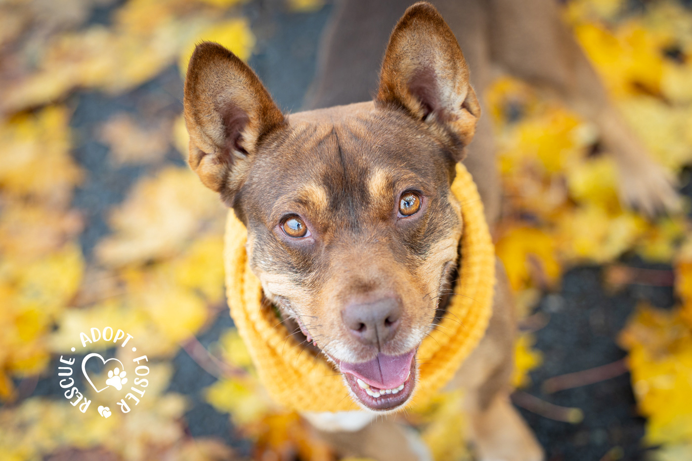 Shelter dog photography - OHS