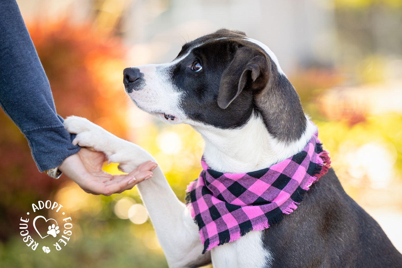 Shelter dog photography - OHS