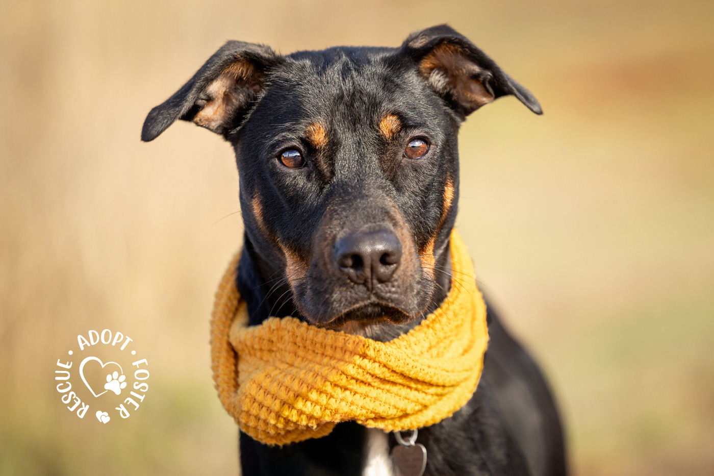 Shelter dog photography - OHS