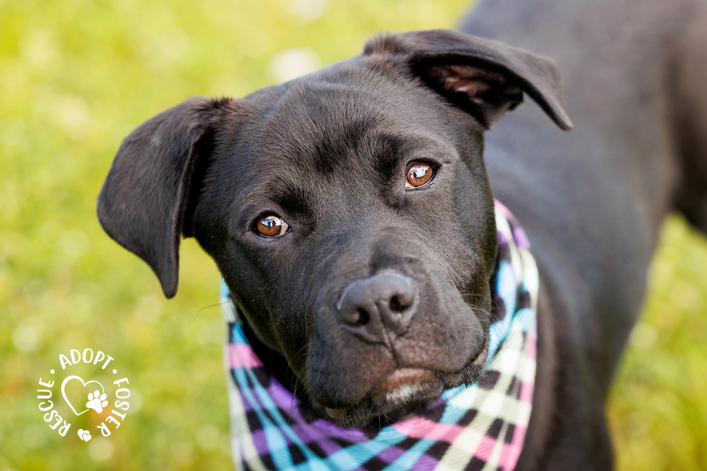 Shelter puppy photography - OHS