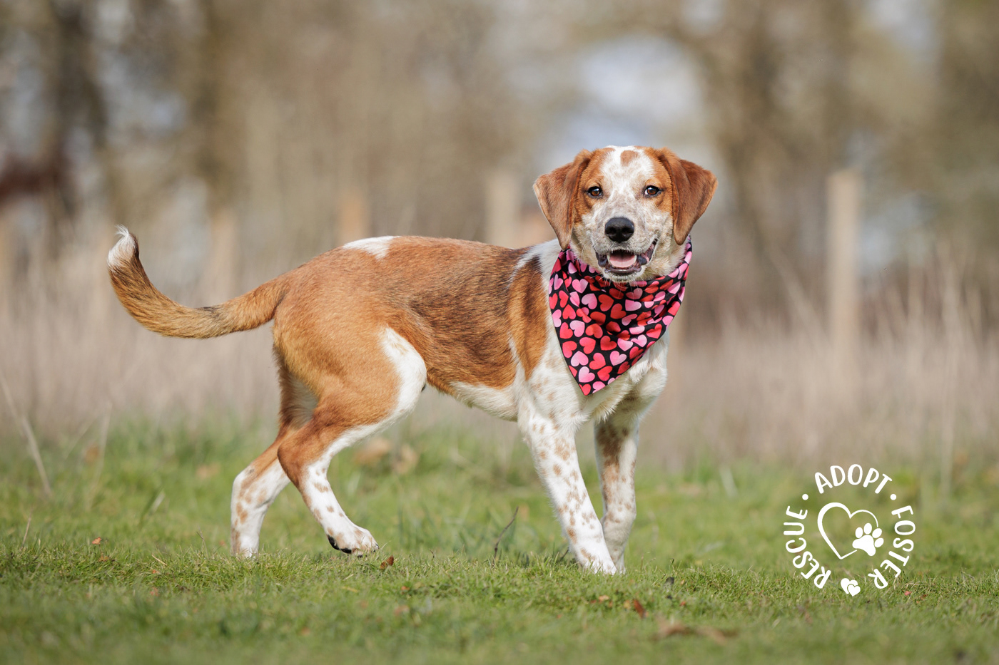 Shelter dog photography - OHS
