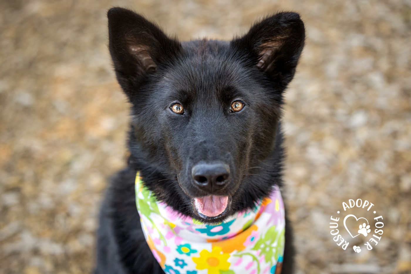 Shelter dog photography - OHS