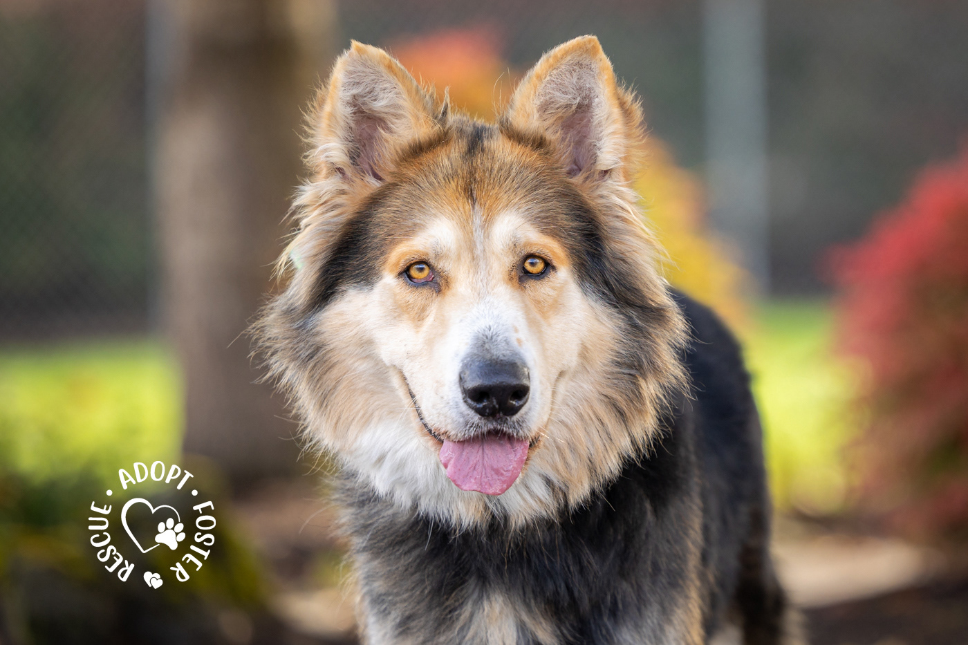 Shelter dog photography - OHS