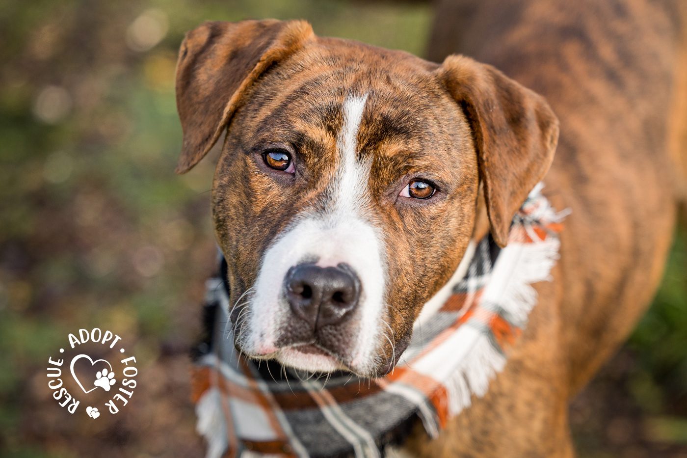 Shelter dog photography - OHS