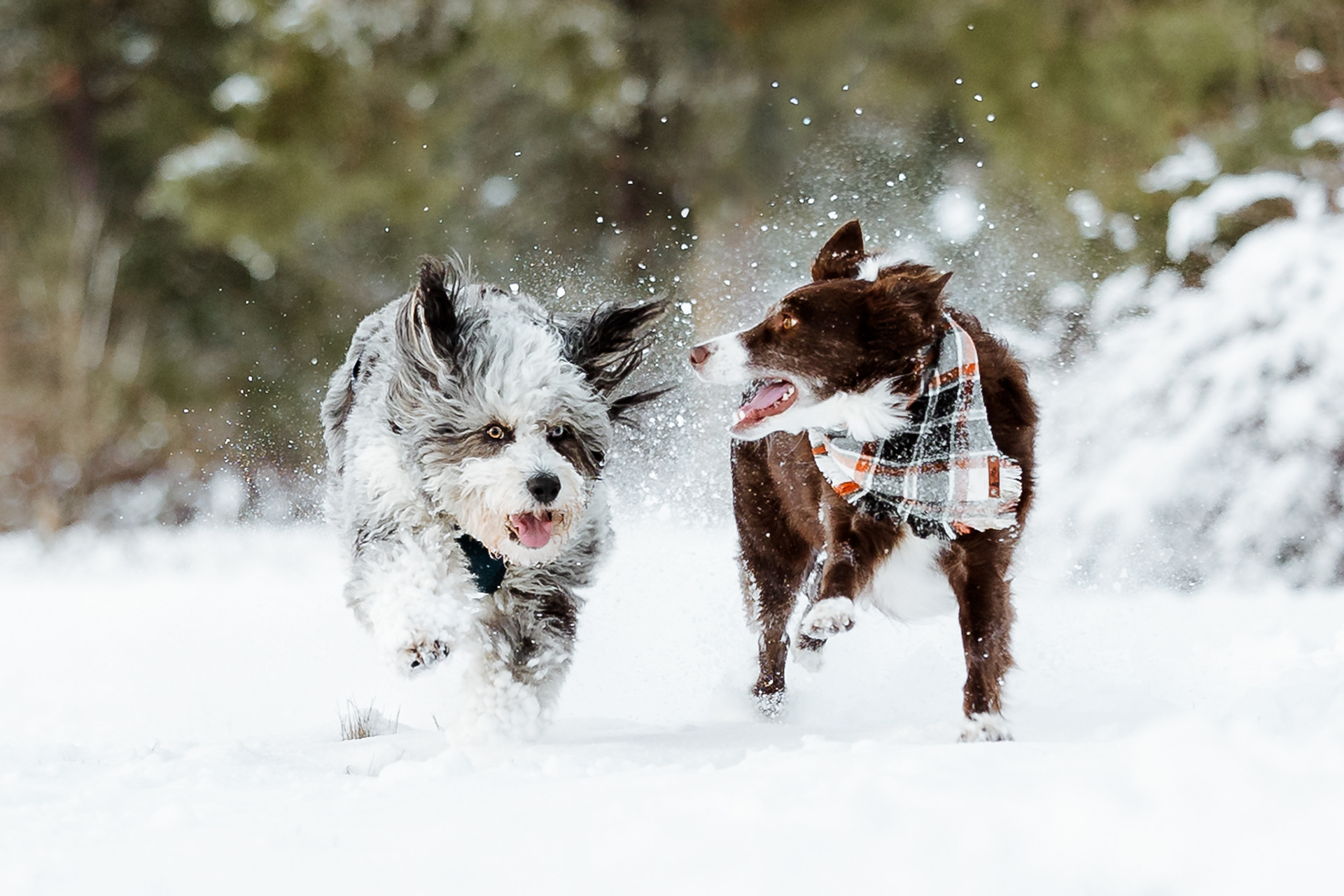 Snow fun with a friend
