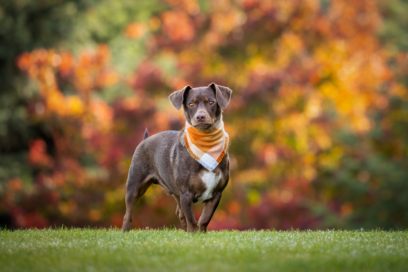 Deep colors of fall