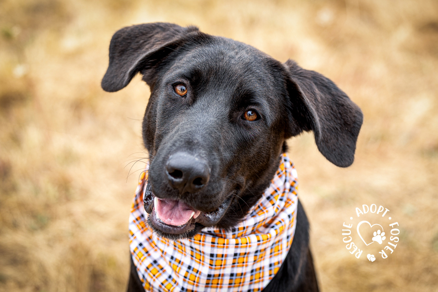 Shelter dog photography - OHS