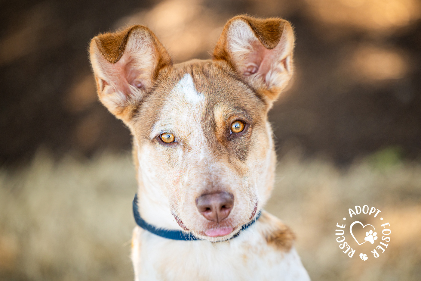 Shelter dog photography - OHS