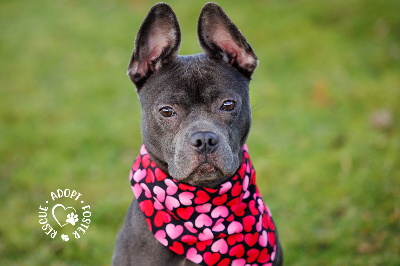 Shelter dog photography - OHS