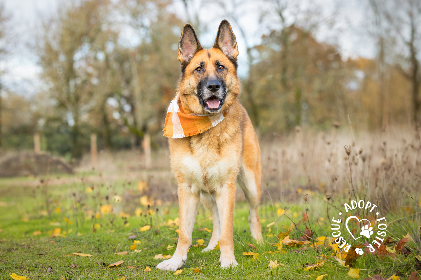 Shelter dog photography - OHS