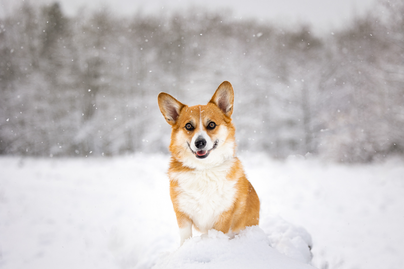 Perry enjoying his snow day!