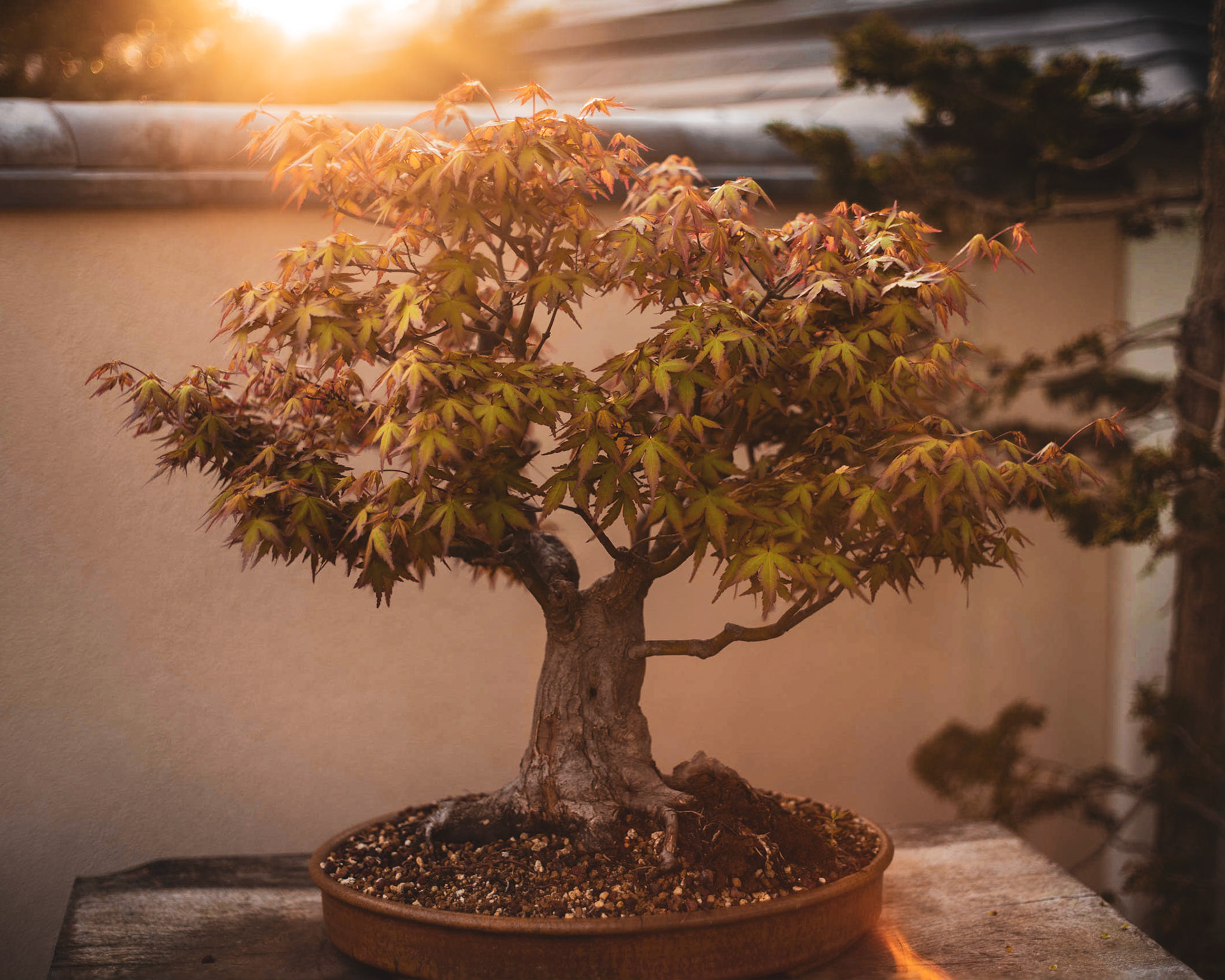 Japanese bonsai with sunset