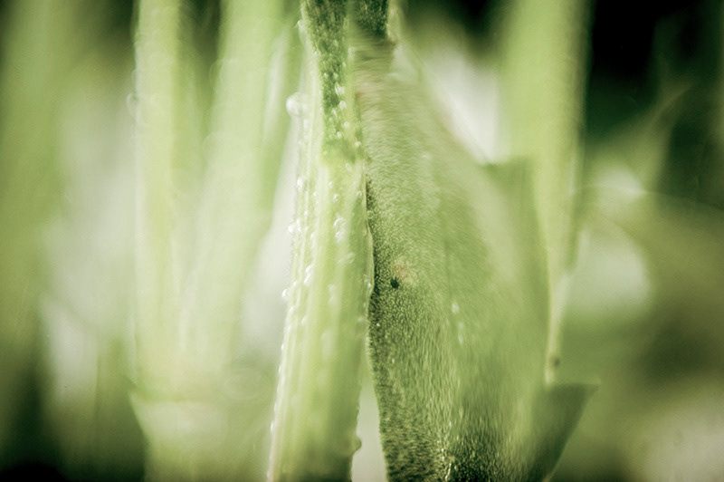 MACRO