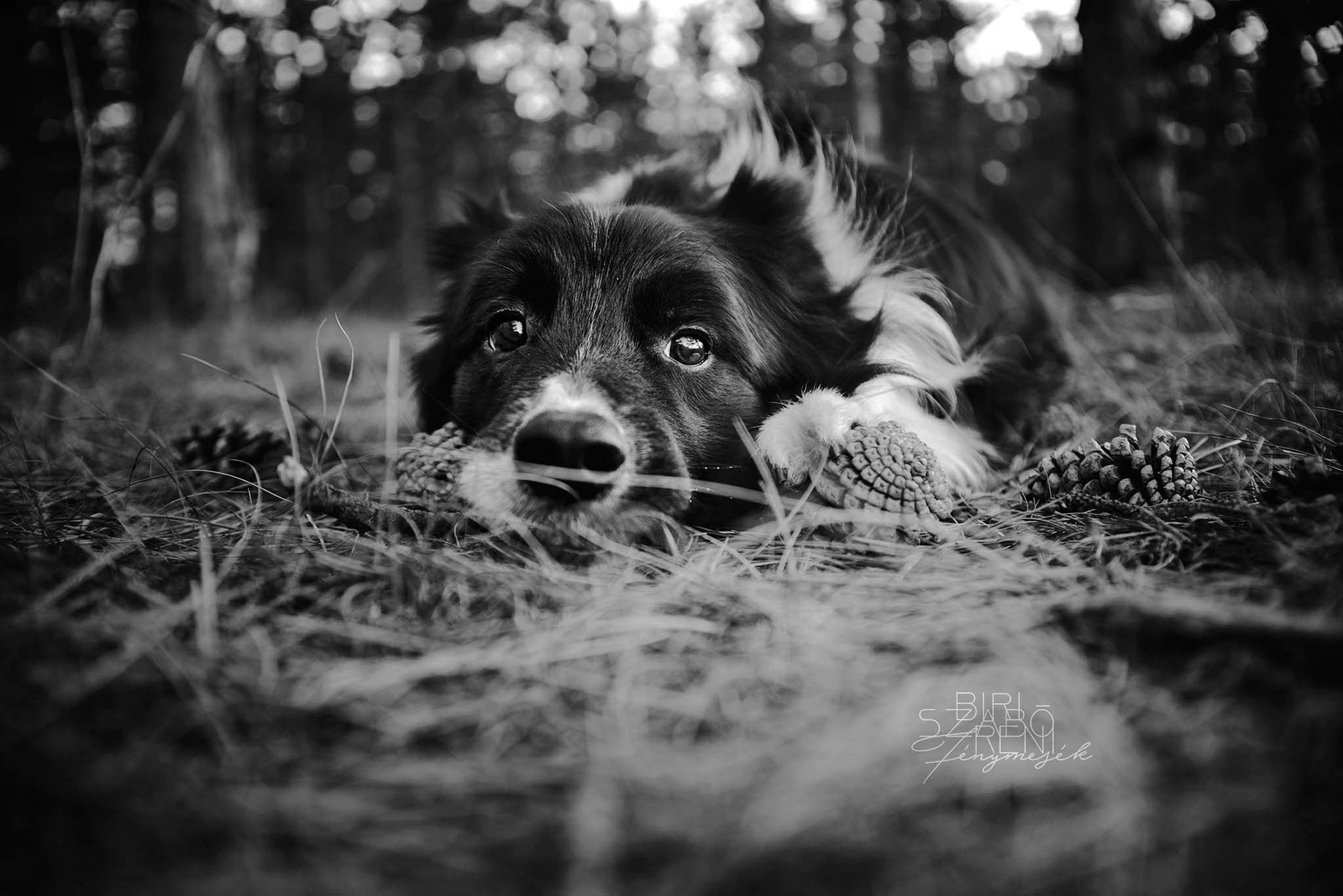 Mili