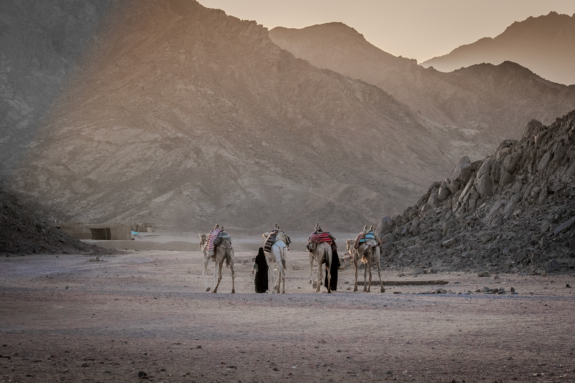 Camels photographed from behind