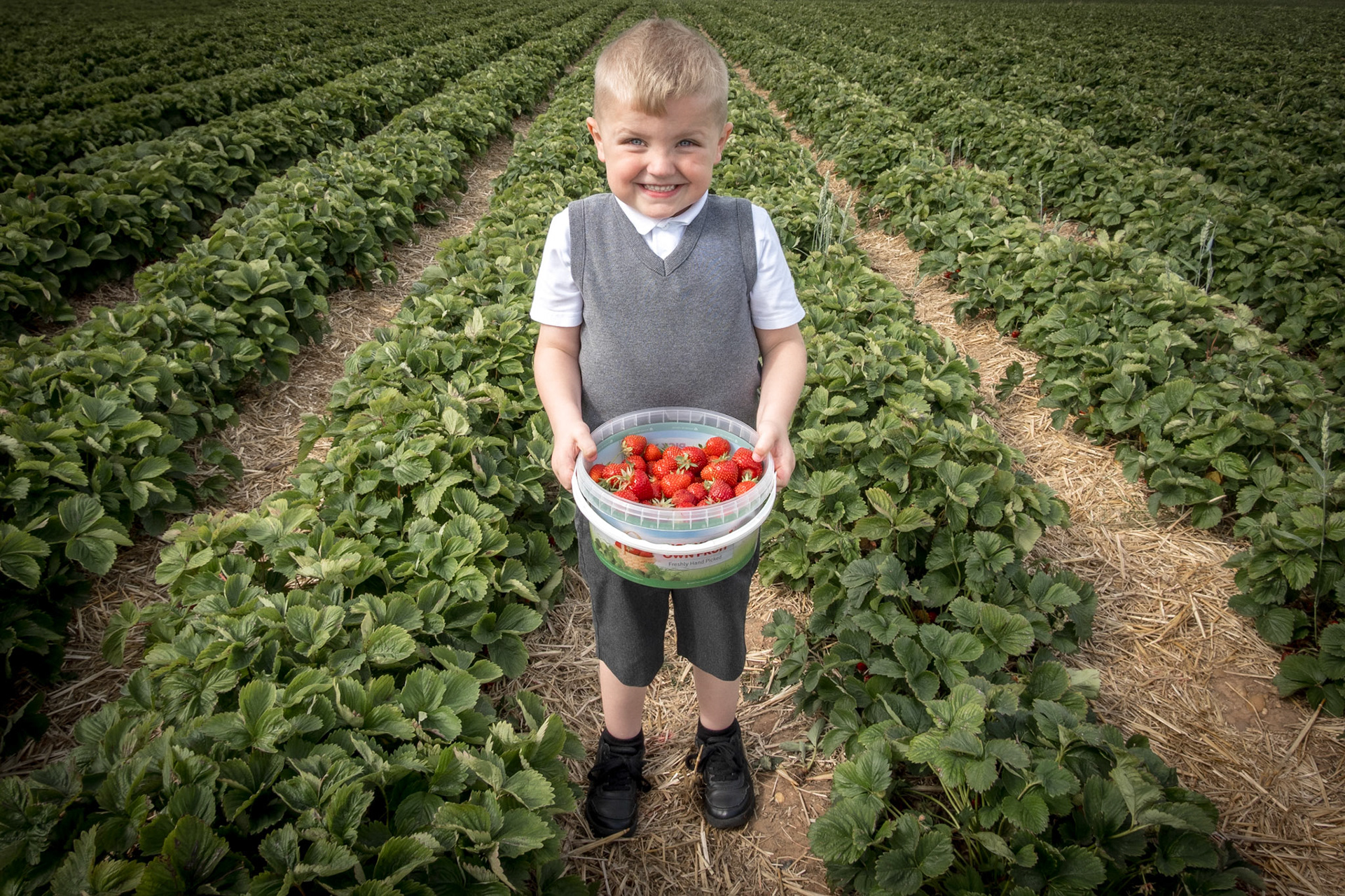 boy holding a bucket of strawberries