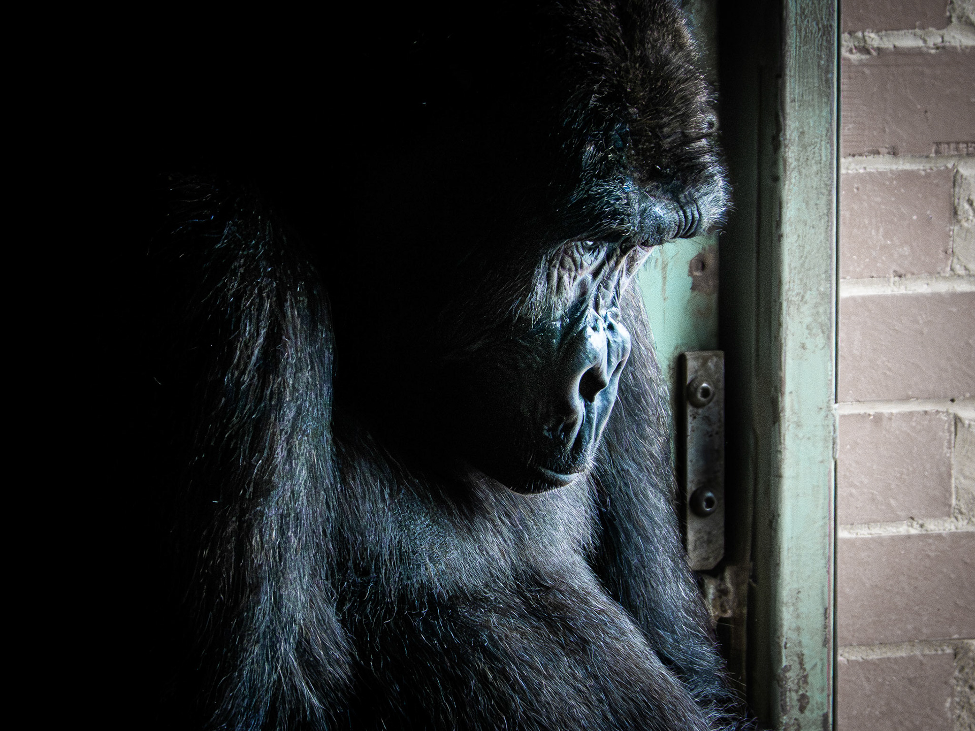 twycross zoo