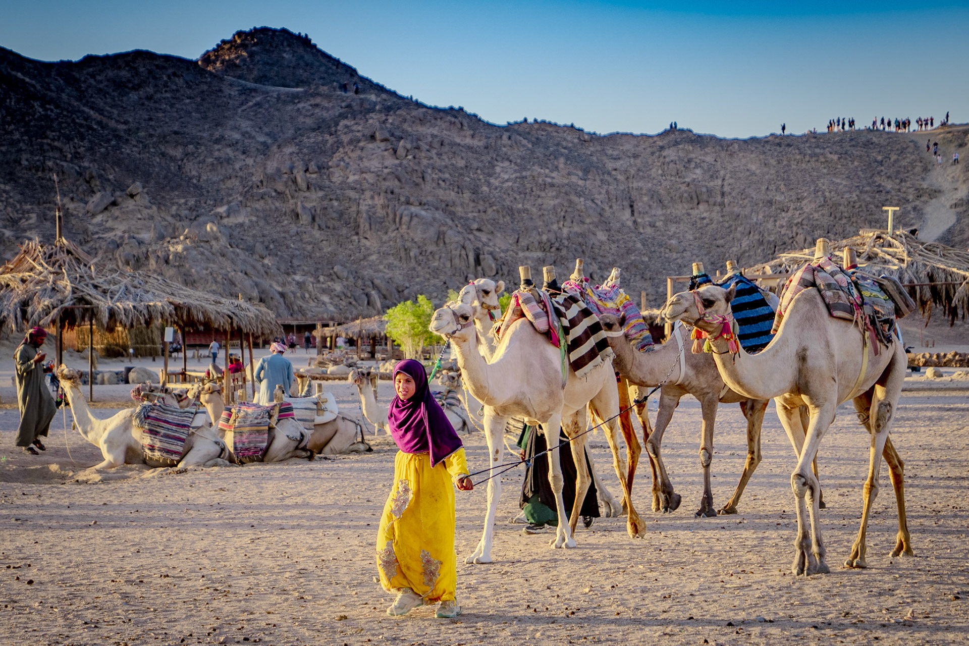 Camels being led by a cameleer