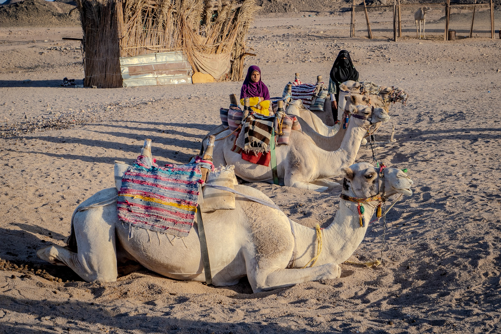 Sitting camels in the desert