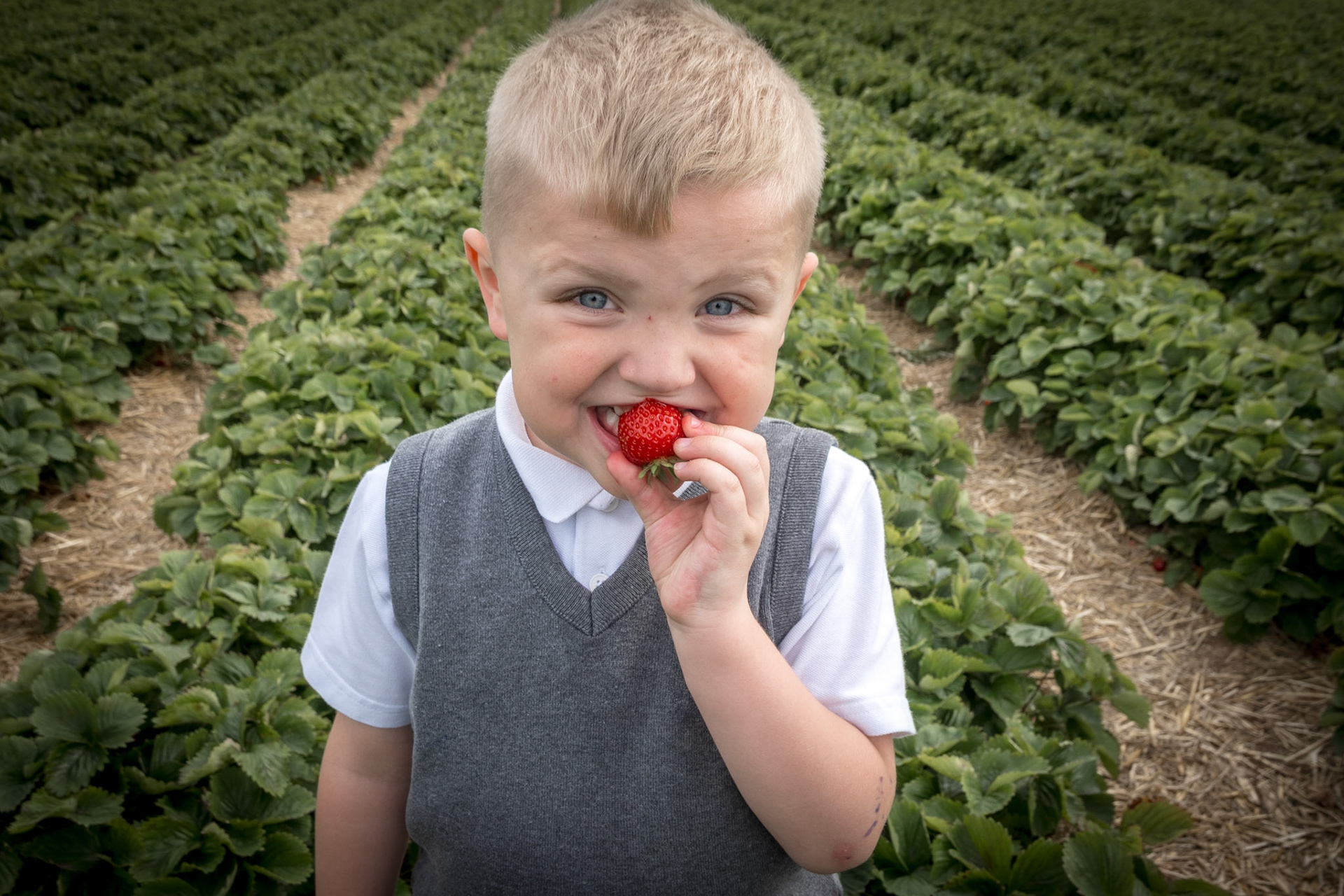 eating a strawberry while picking them fresh from the field