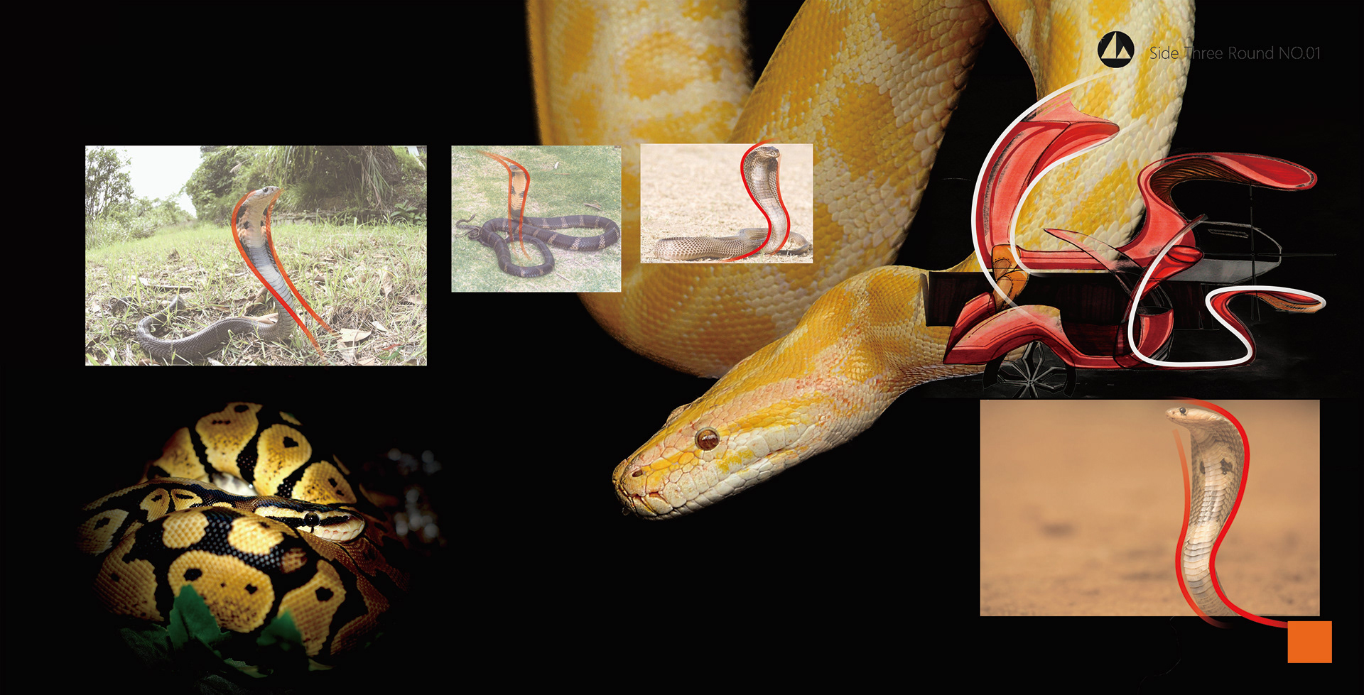 Snake Curve