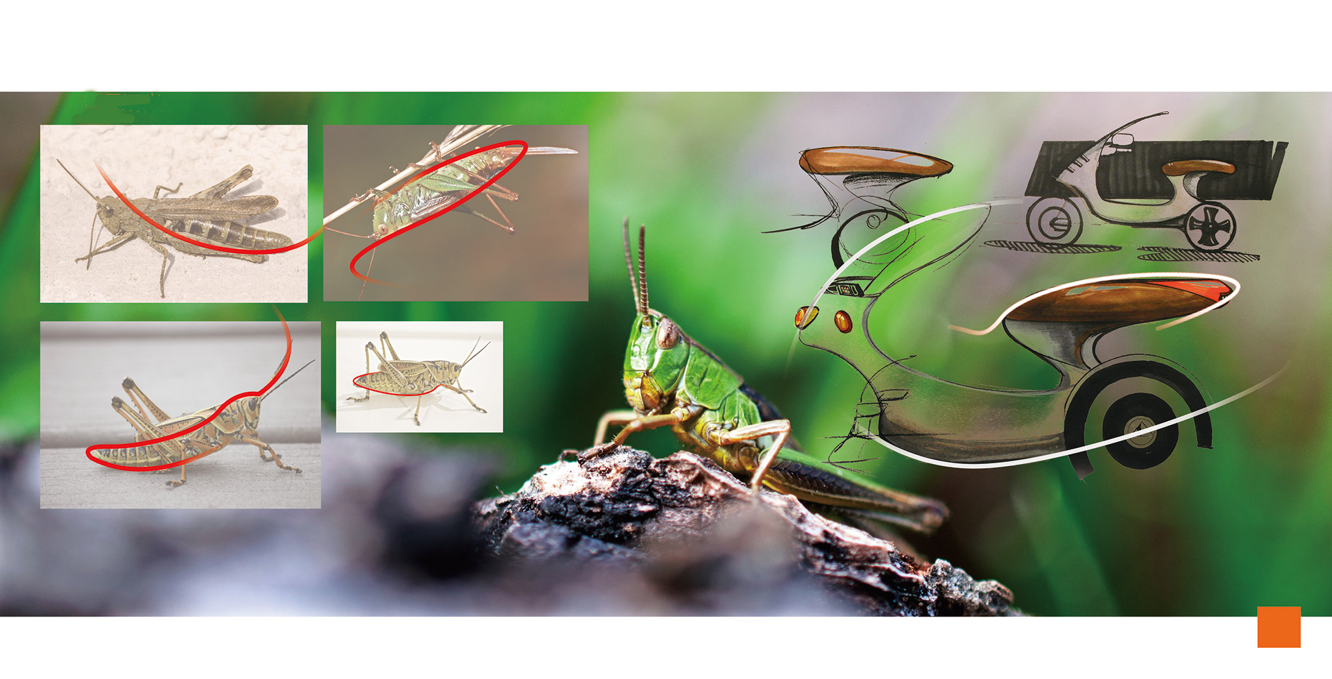 Grasshopper Curve