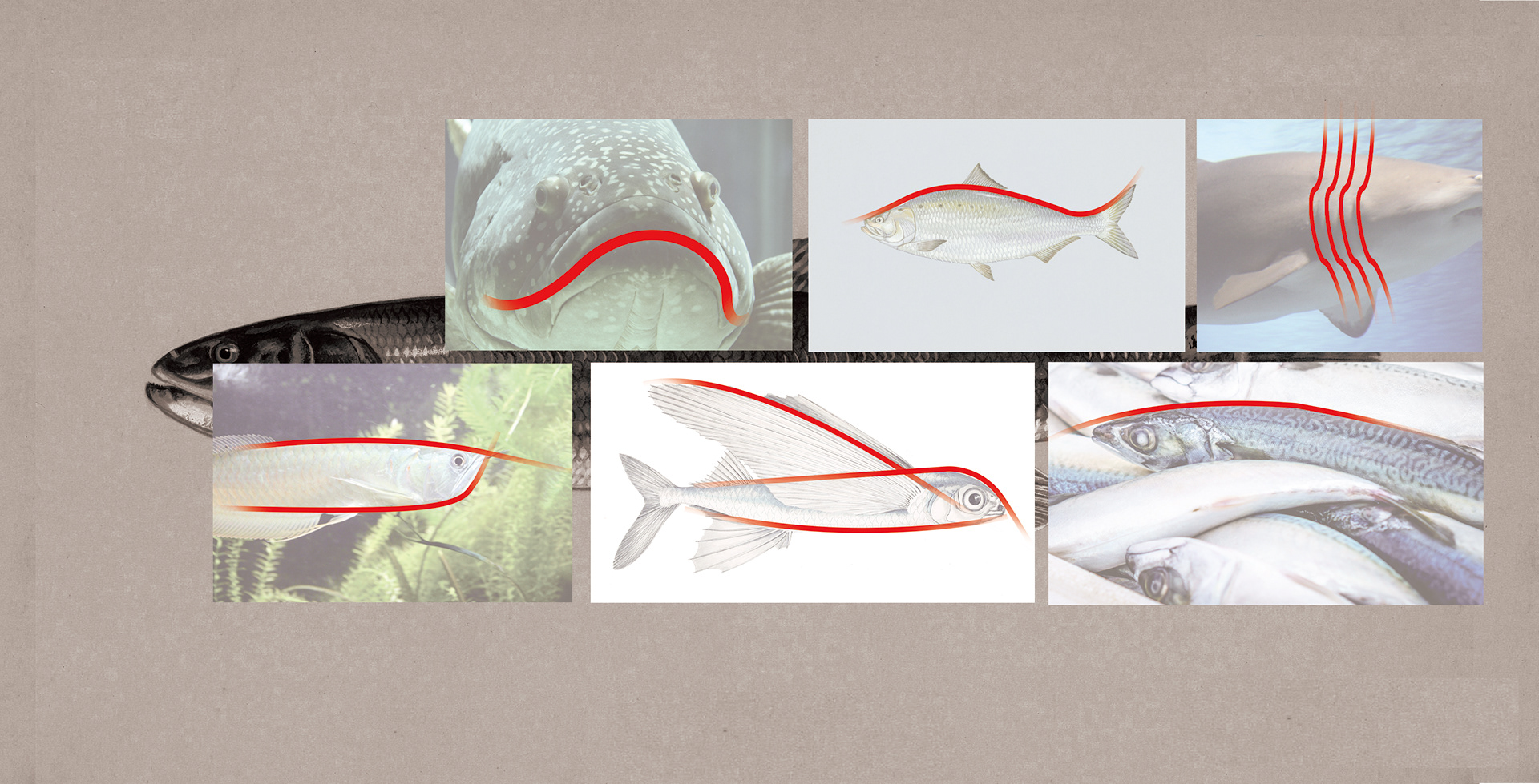 Fish Curve