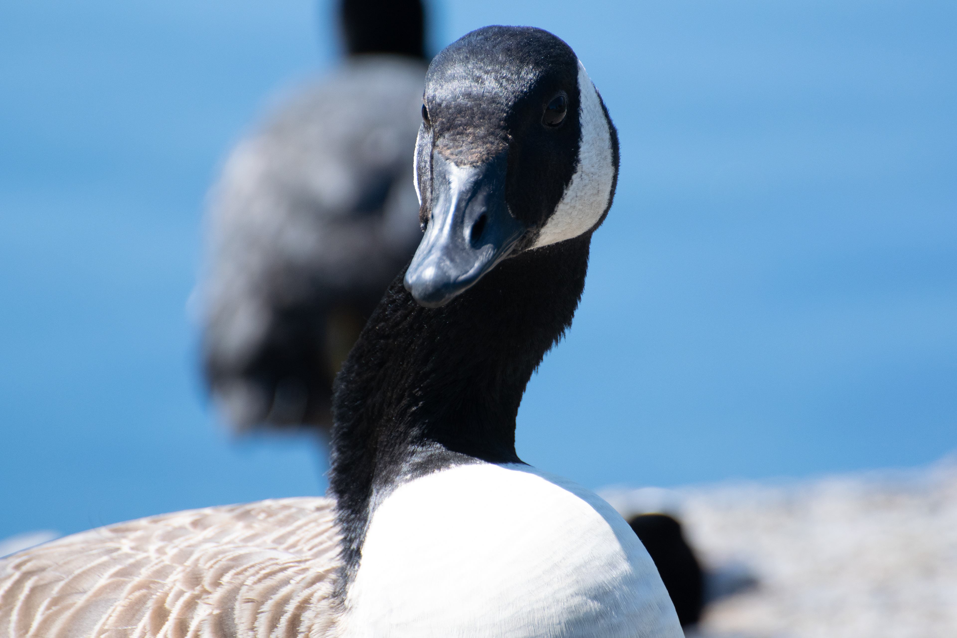 Canada Goose, Walton Hall Park