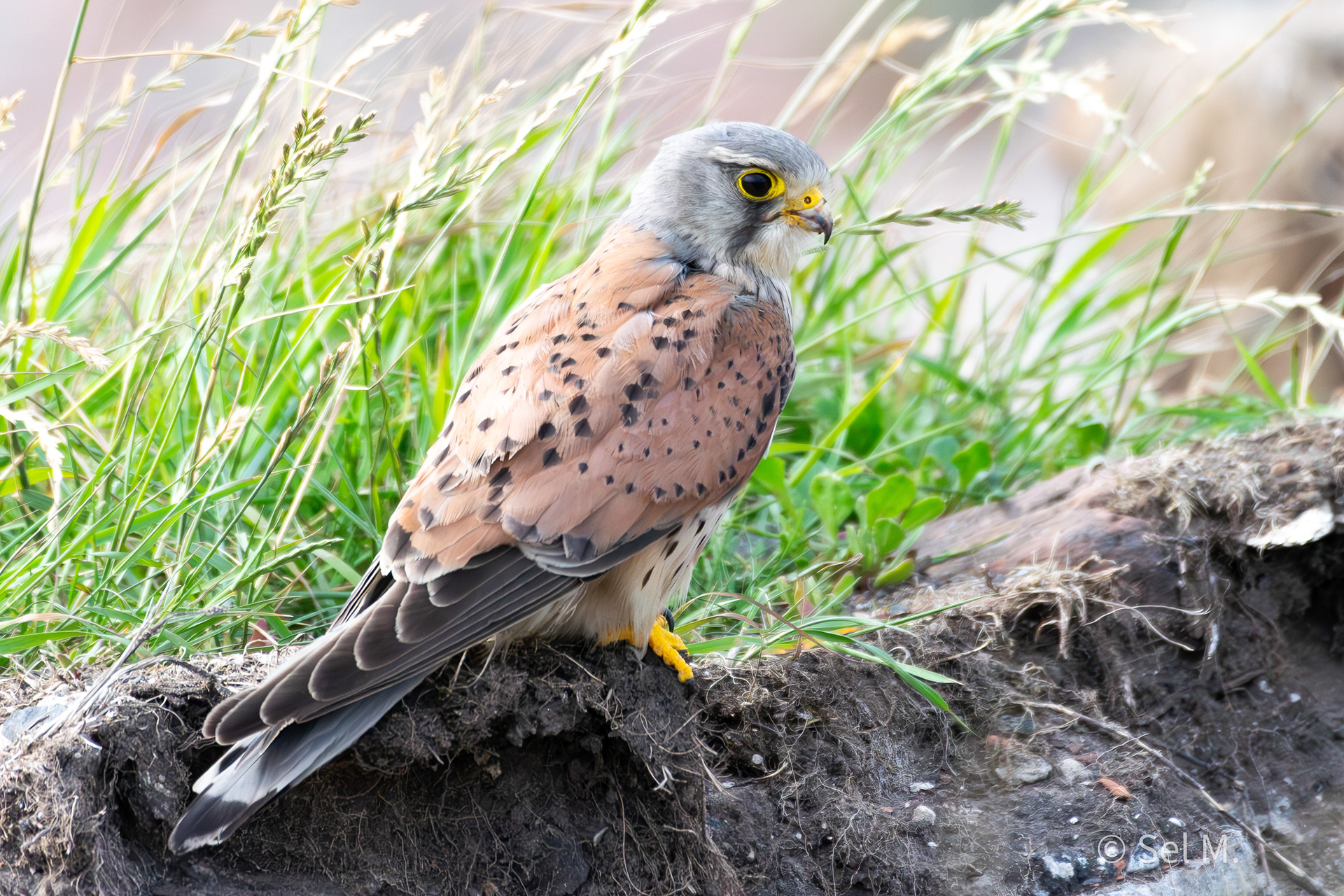 Eurasian Kestrel, Crosby Beach