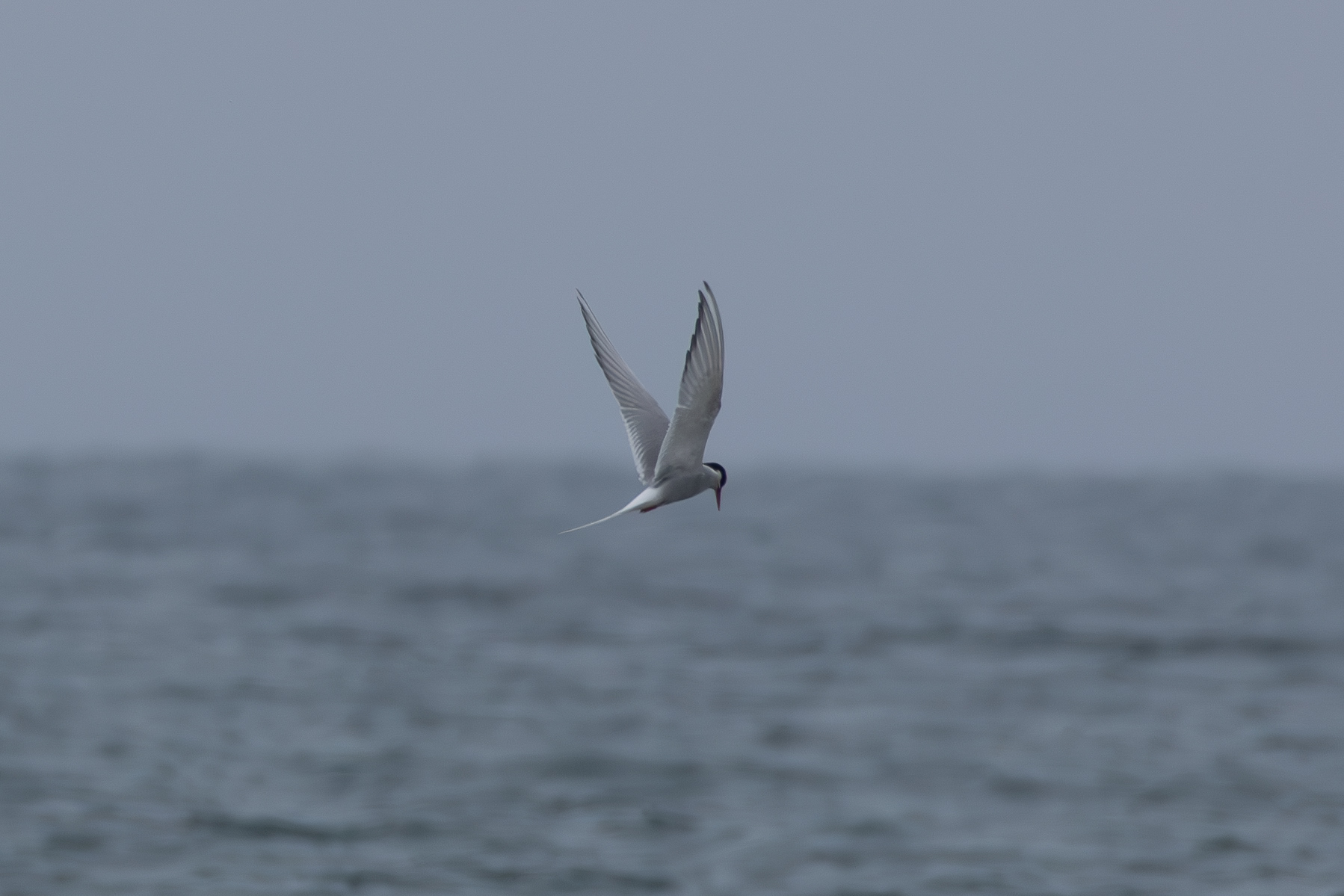 Arctic Tern, Rhosneigr