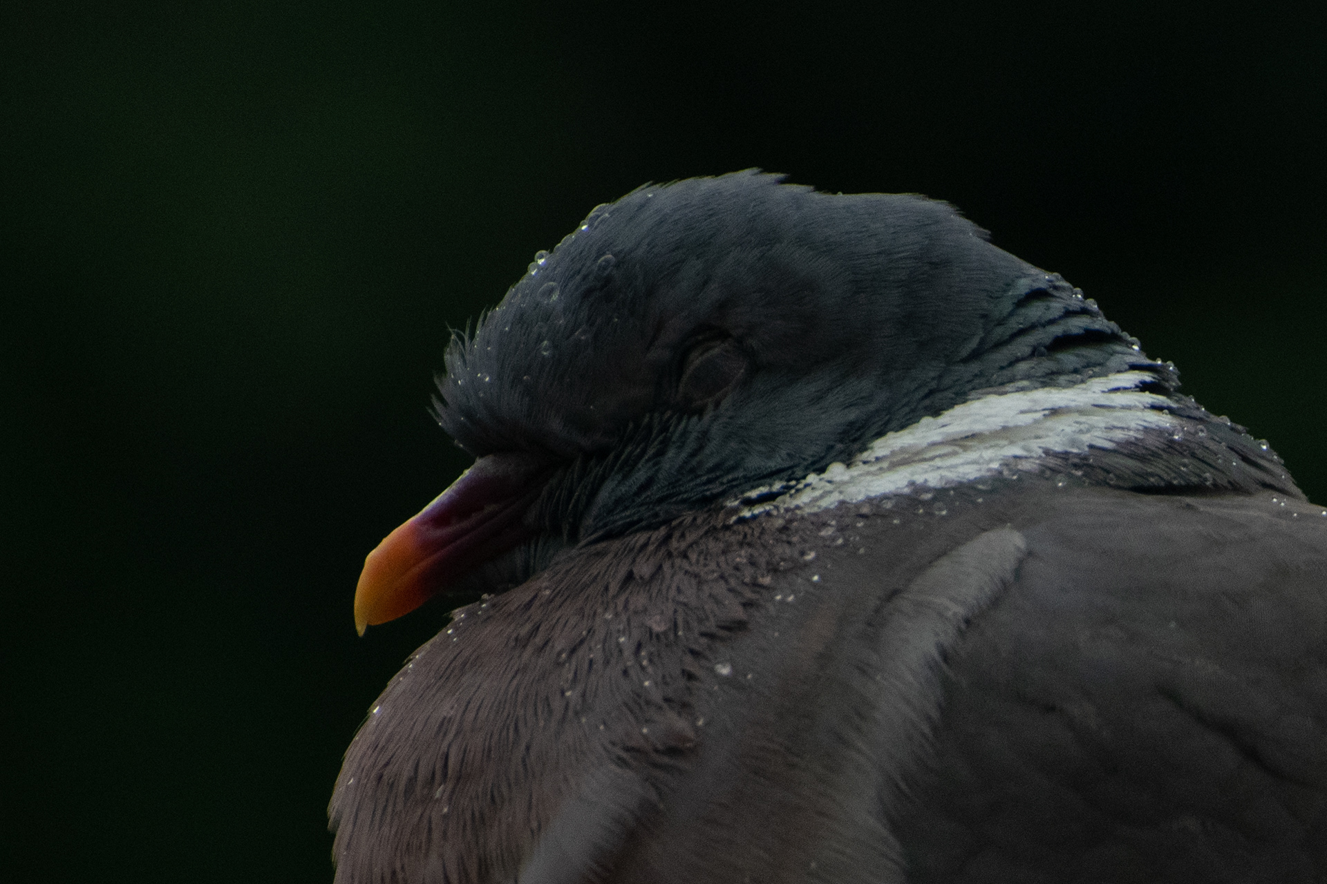 Wood Pigeon