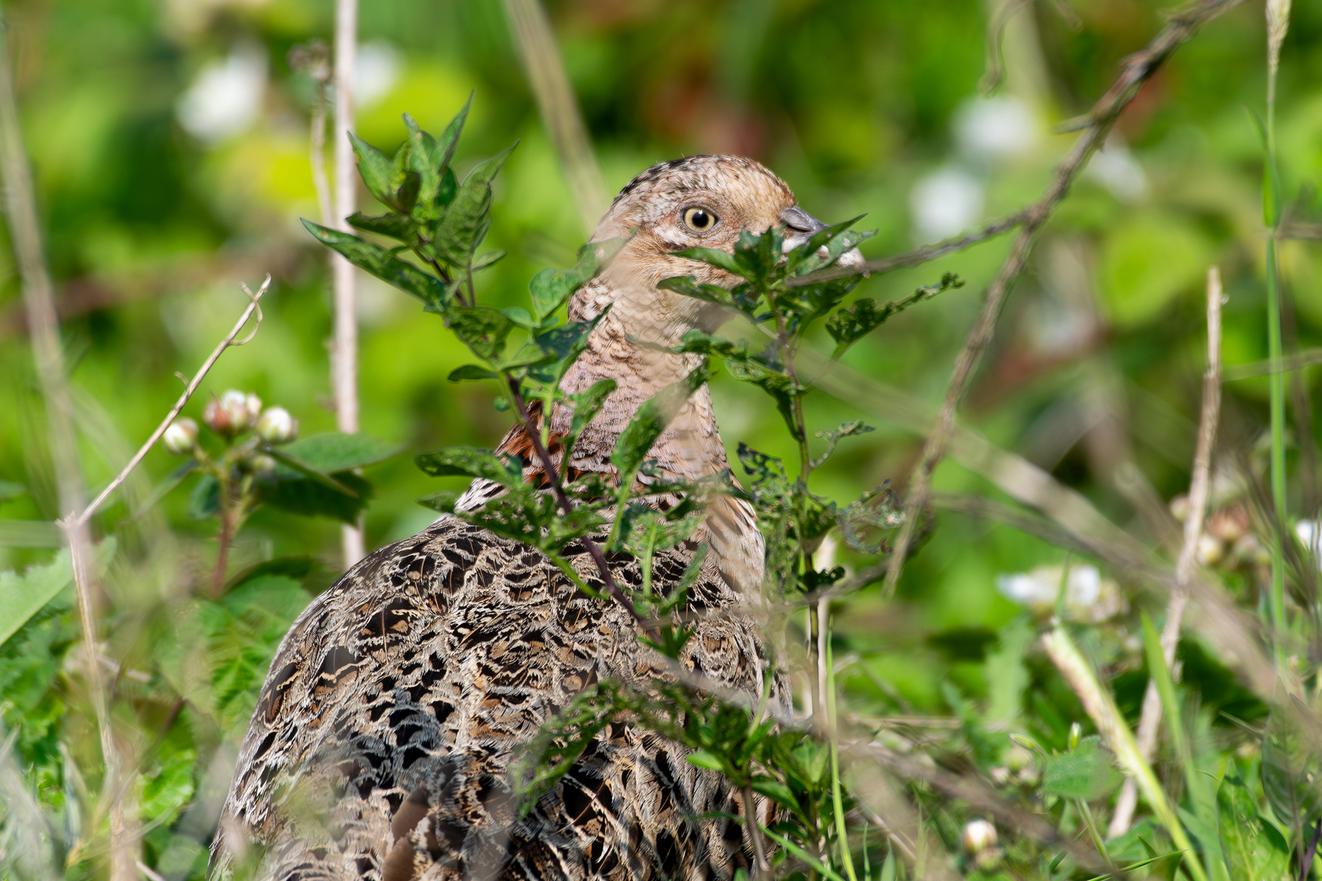 Common Pheasant, Hightown