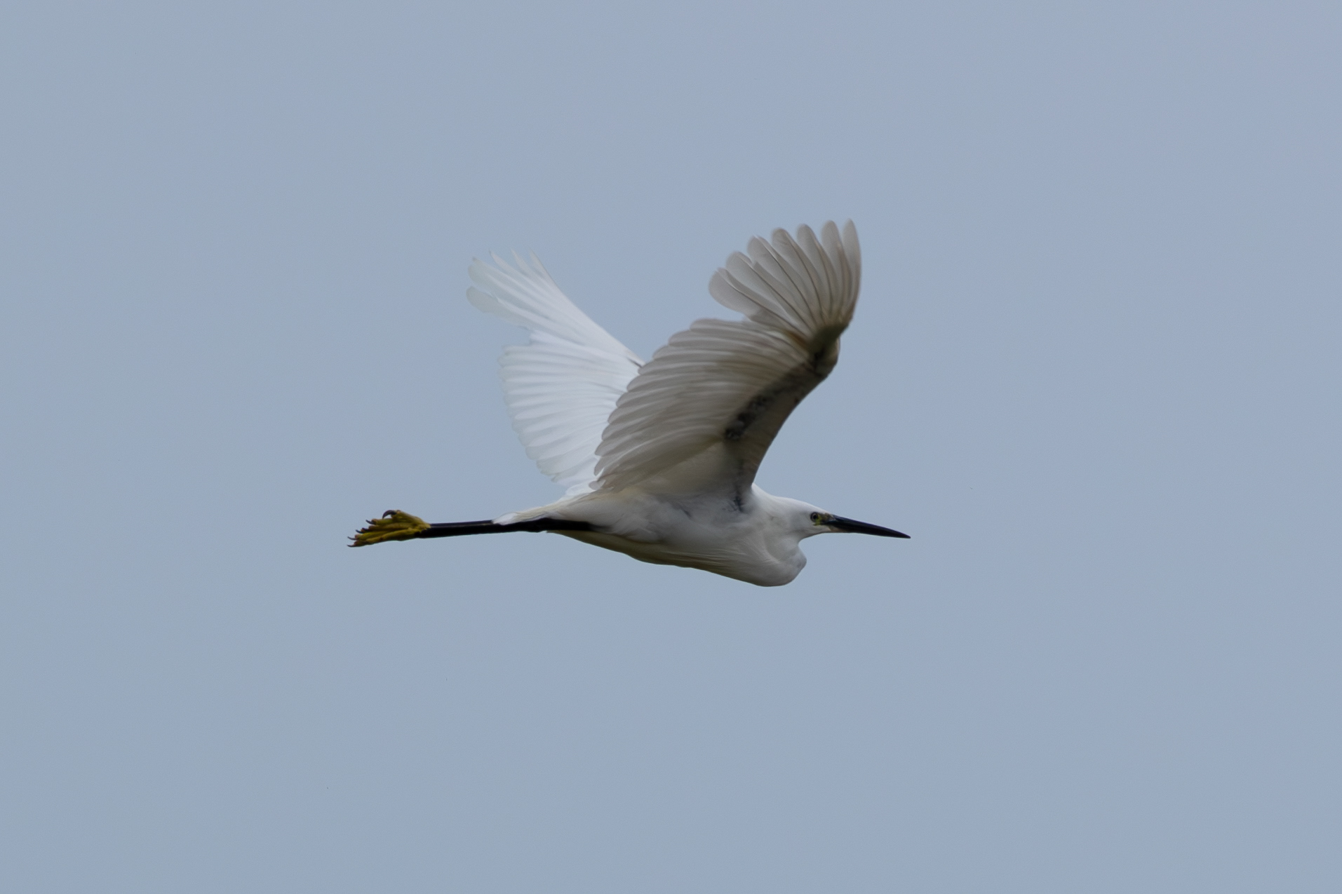 Little Egret, Rhosneigr
