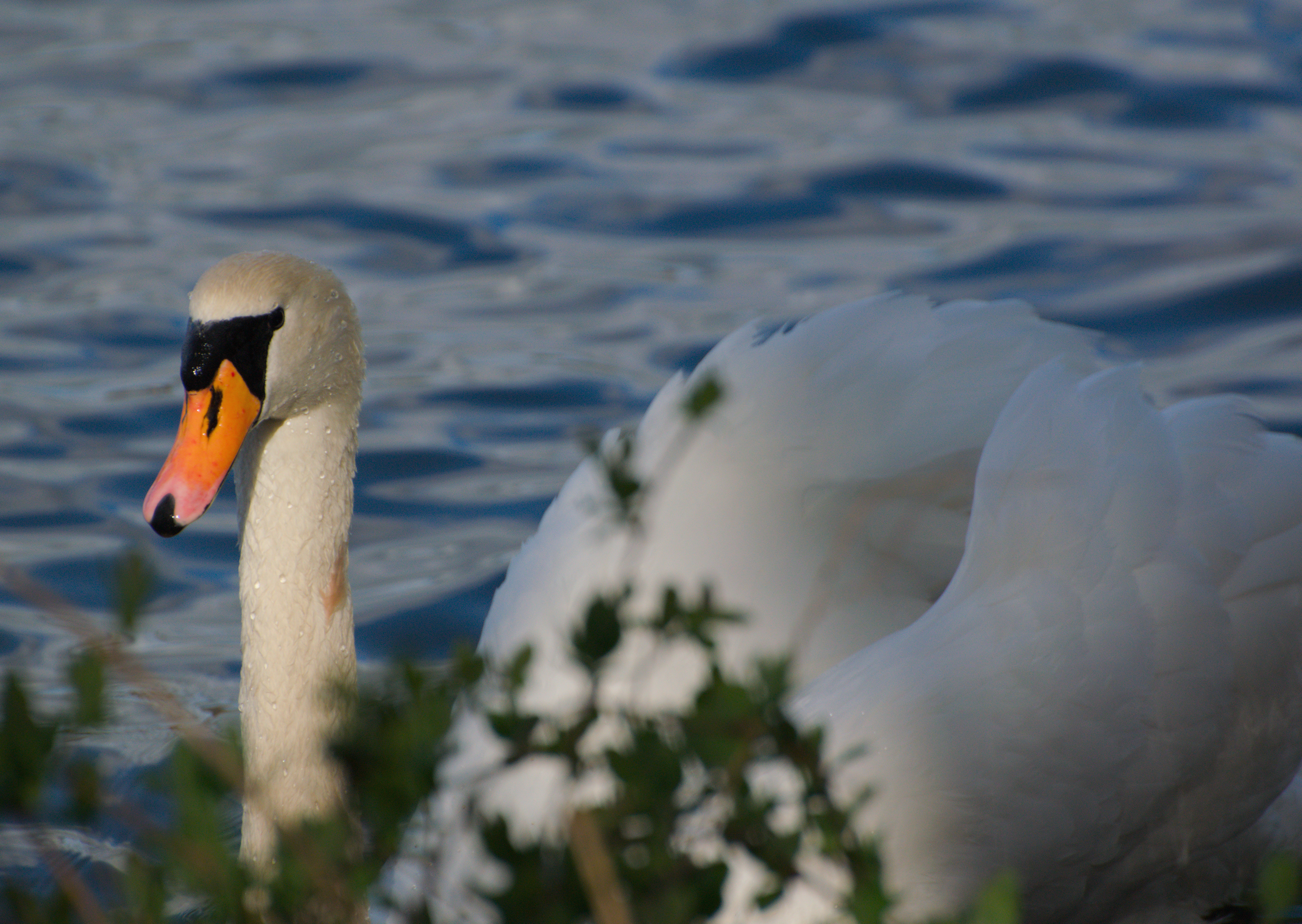 Mute Swan, Marbury