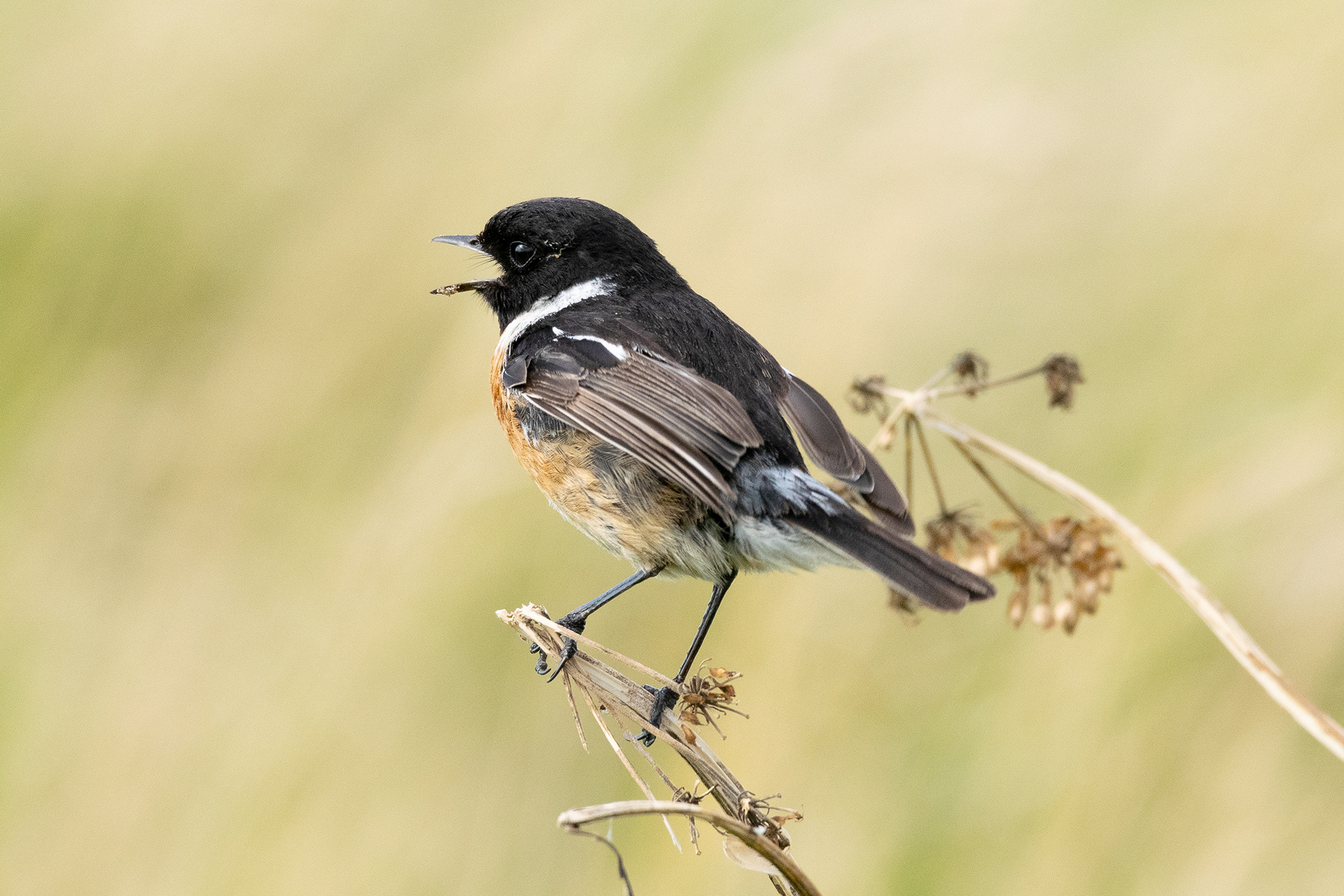 Stonechat, Hightown
