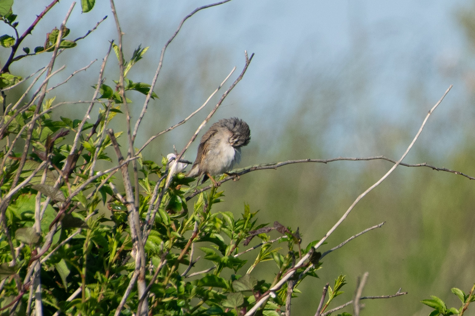 Common Whitethroat, Hightown Dunes