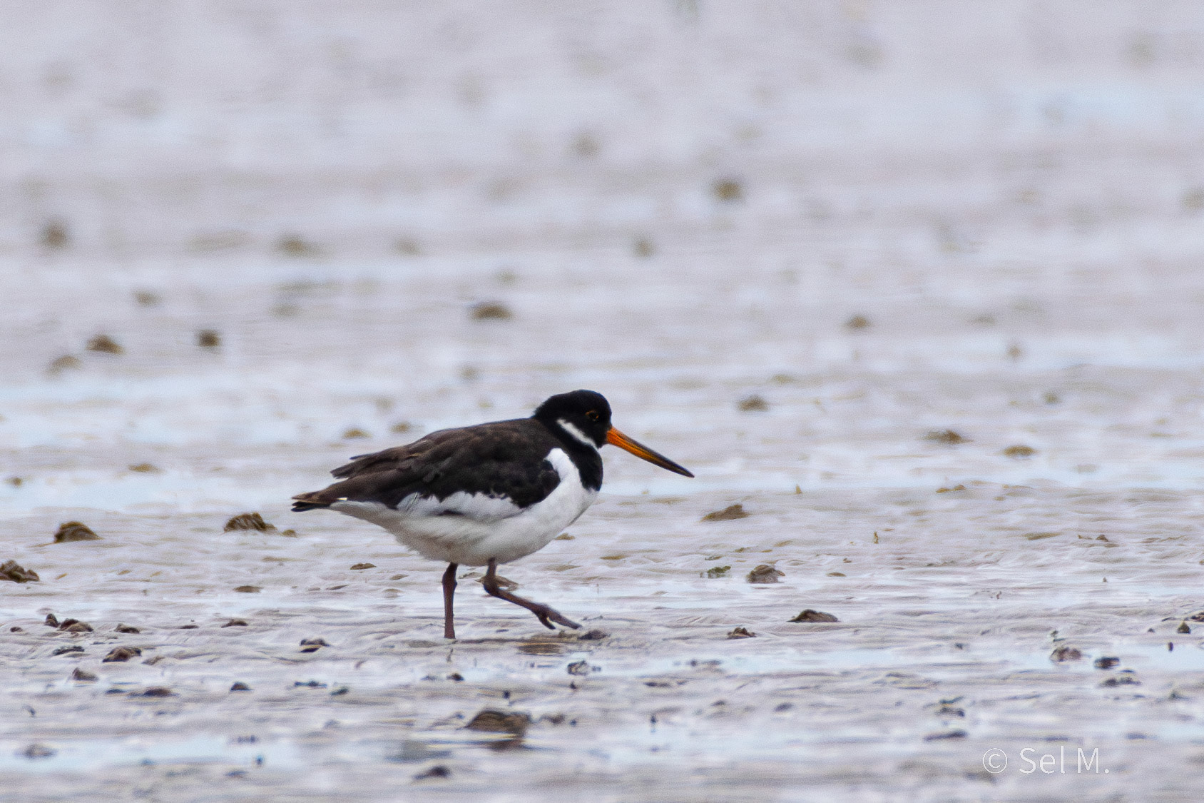 Oystercatcher, Crosby Beach