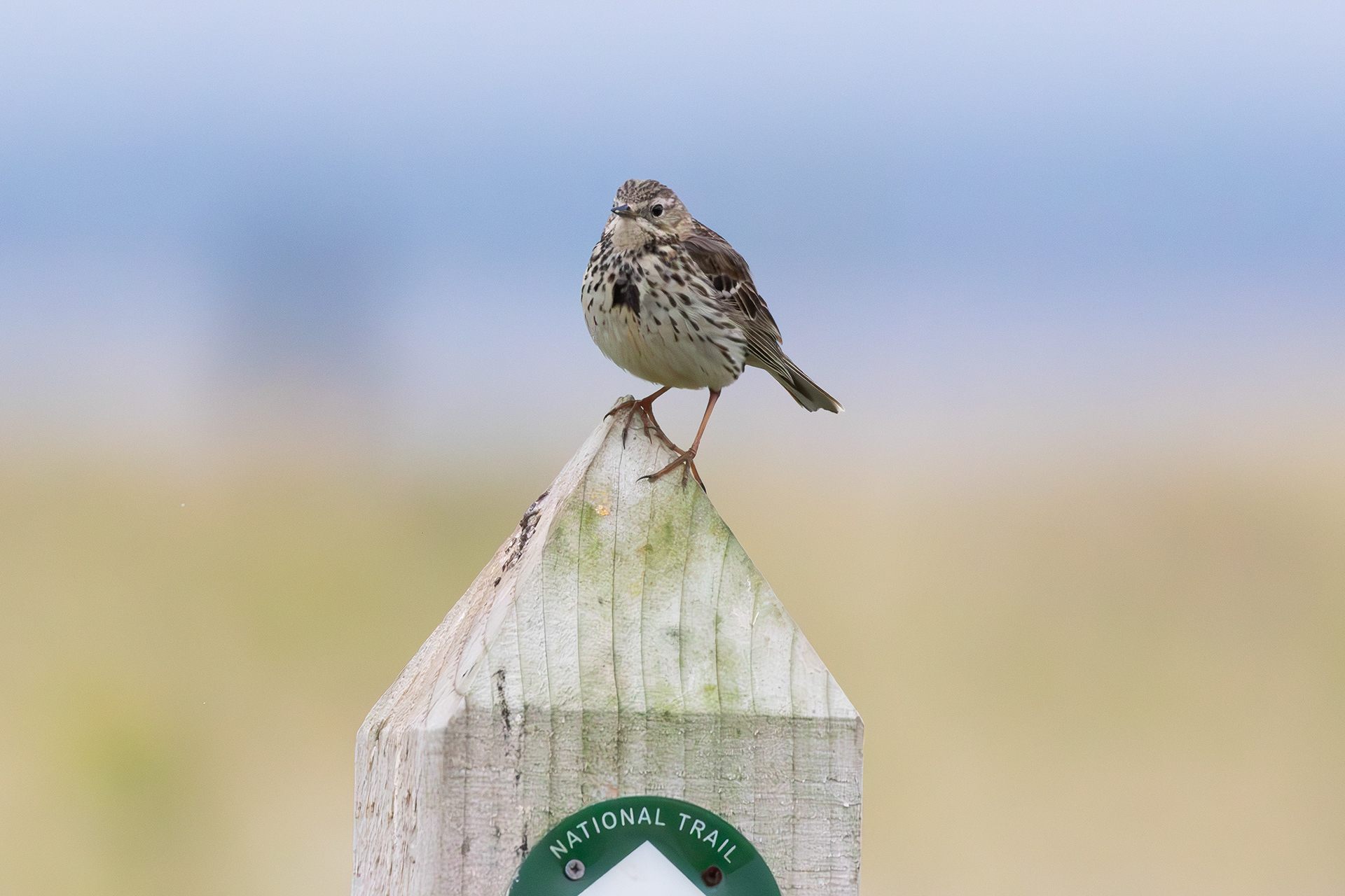 Meadow Pipit, Hightown