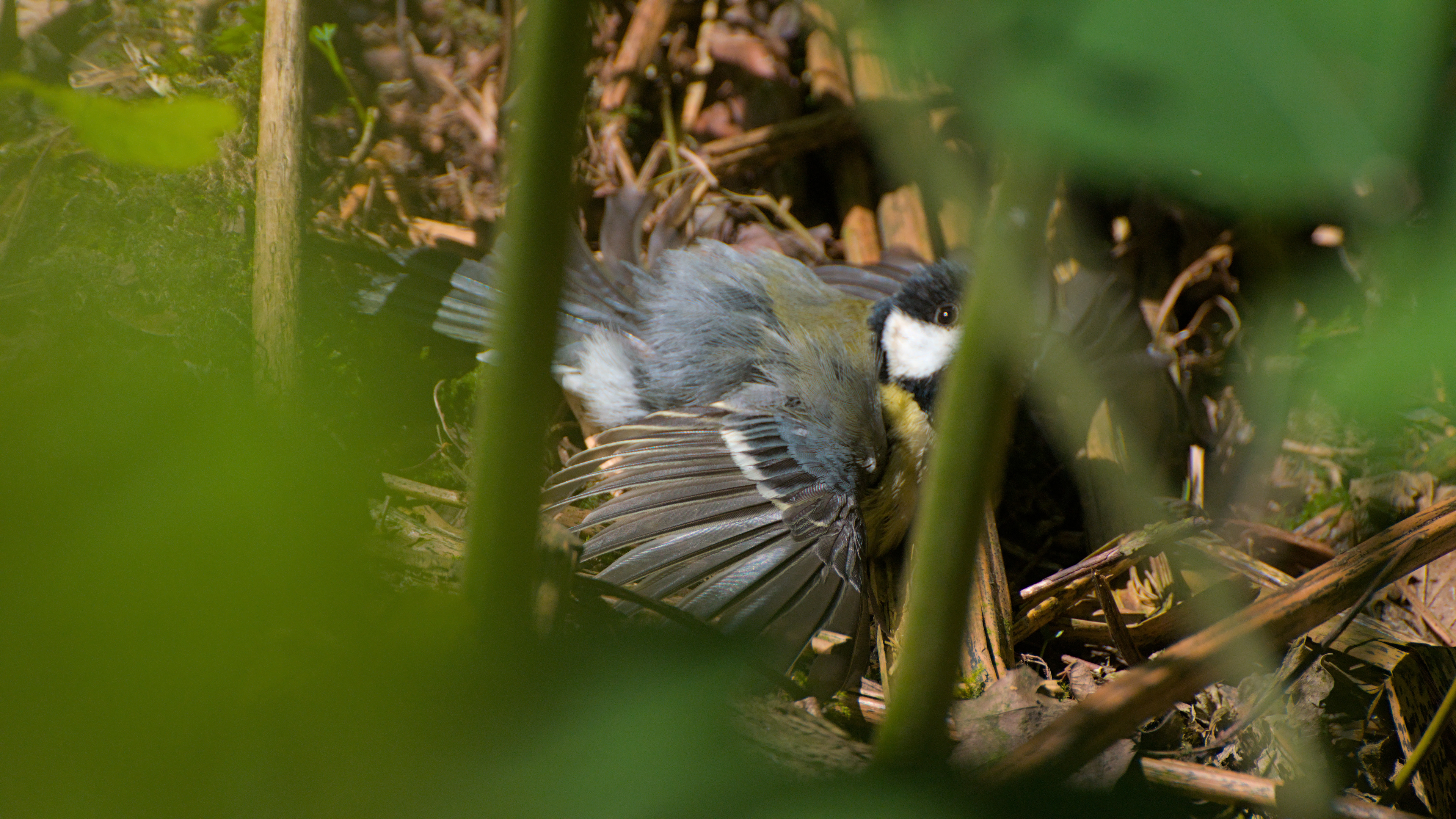 Great Tit, Marbury