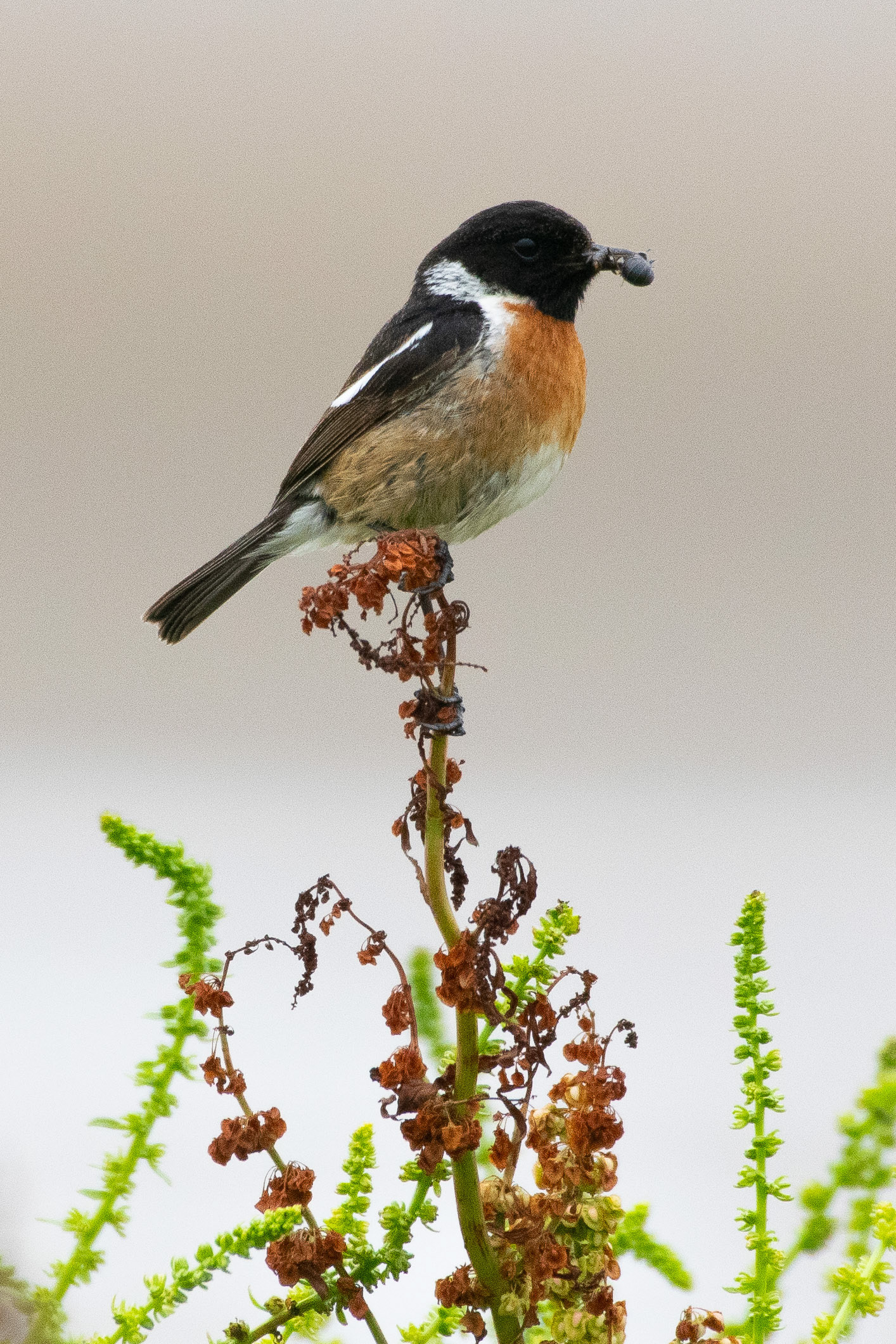 Stonechat, Hightown