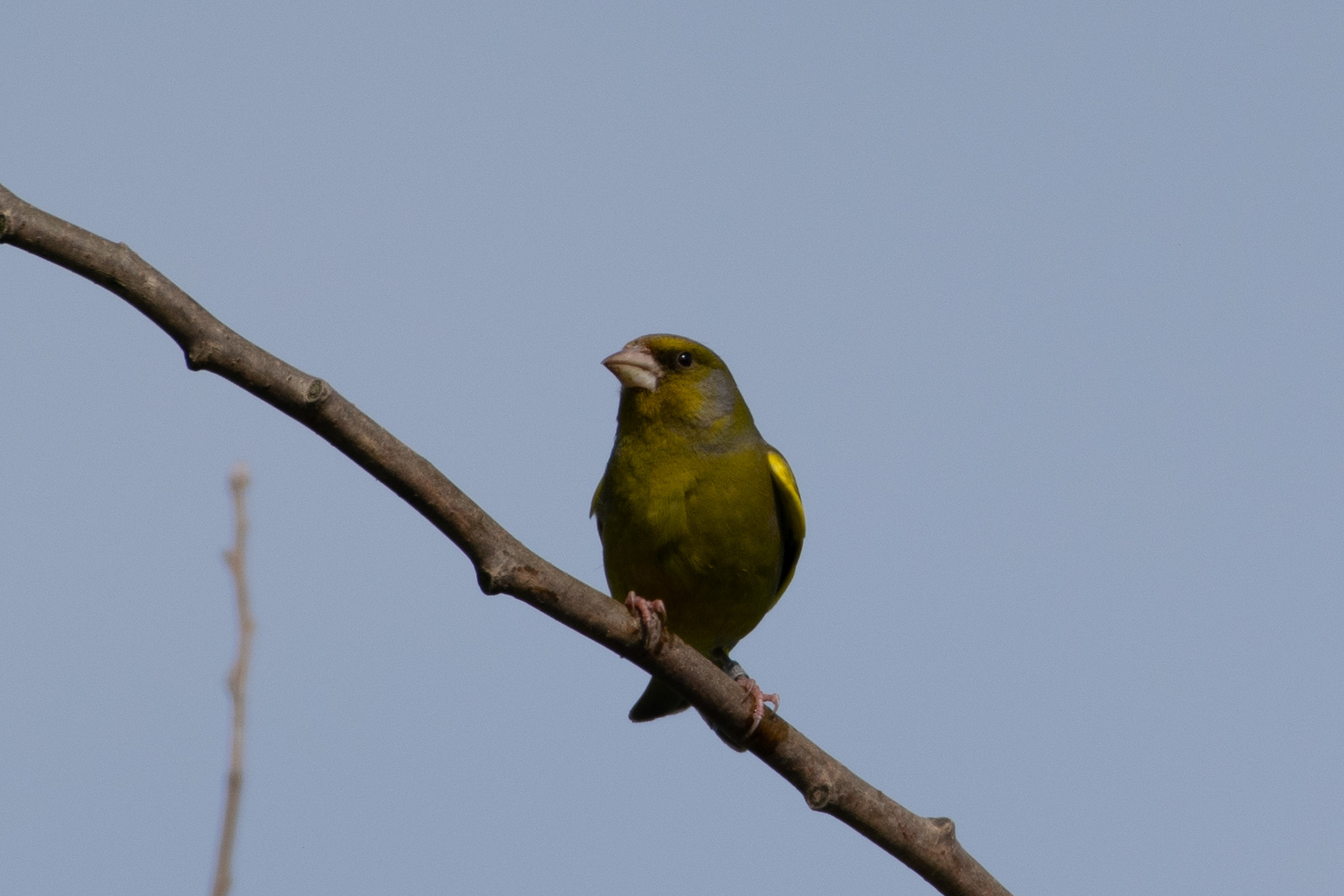 Greenfinch, Crosby