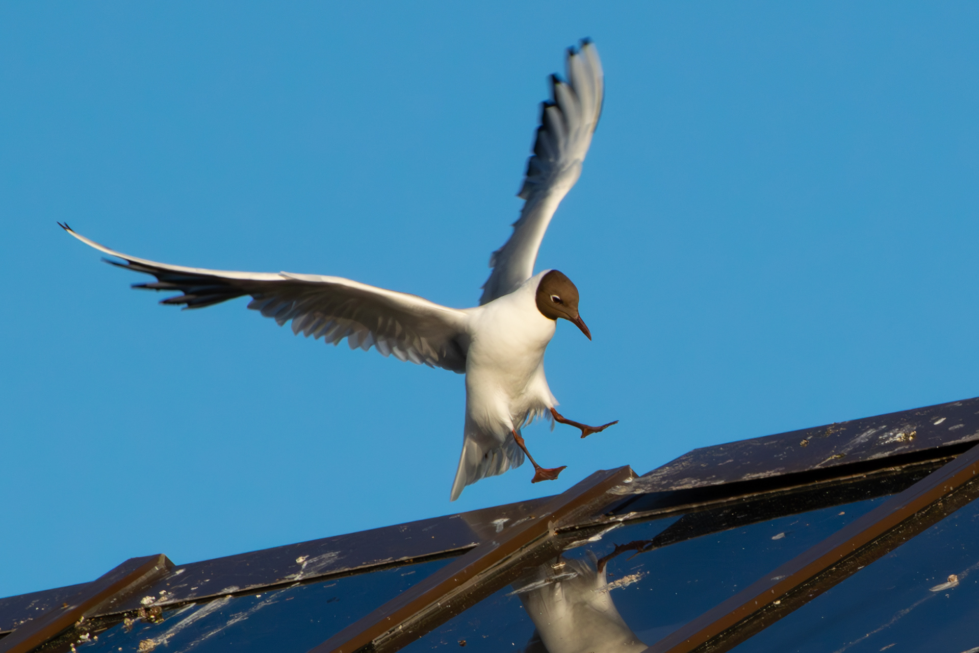 Black-Headed Gull, Crosby