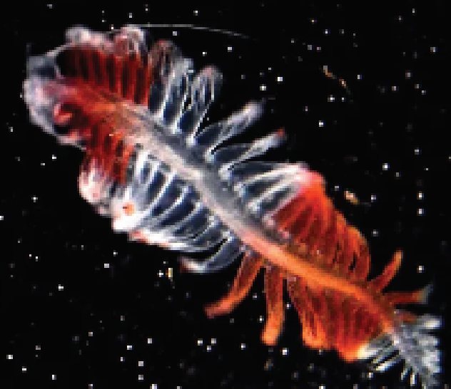 deep sea worm