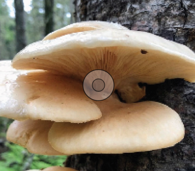 oyster mushroom