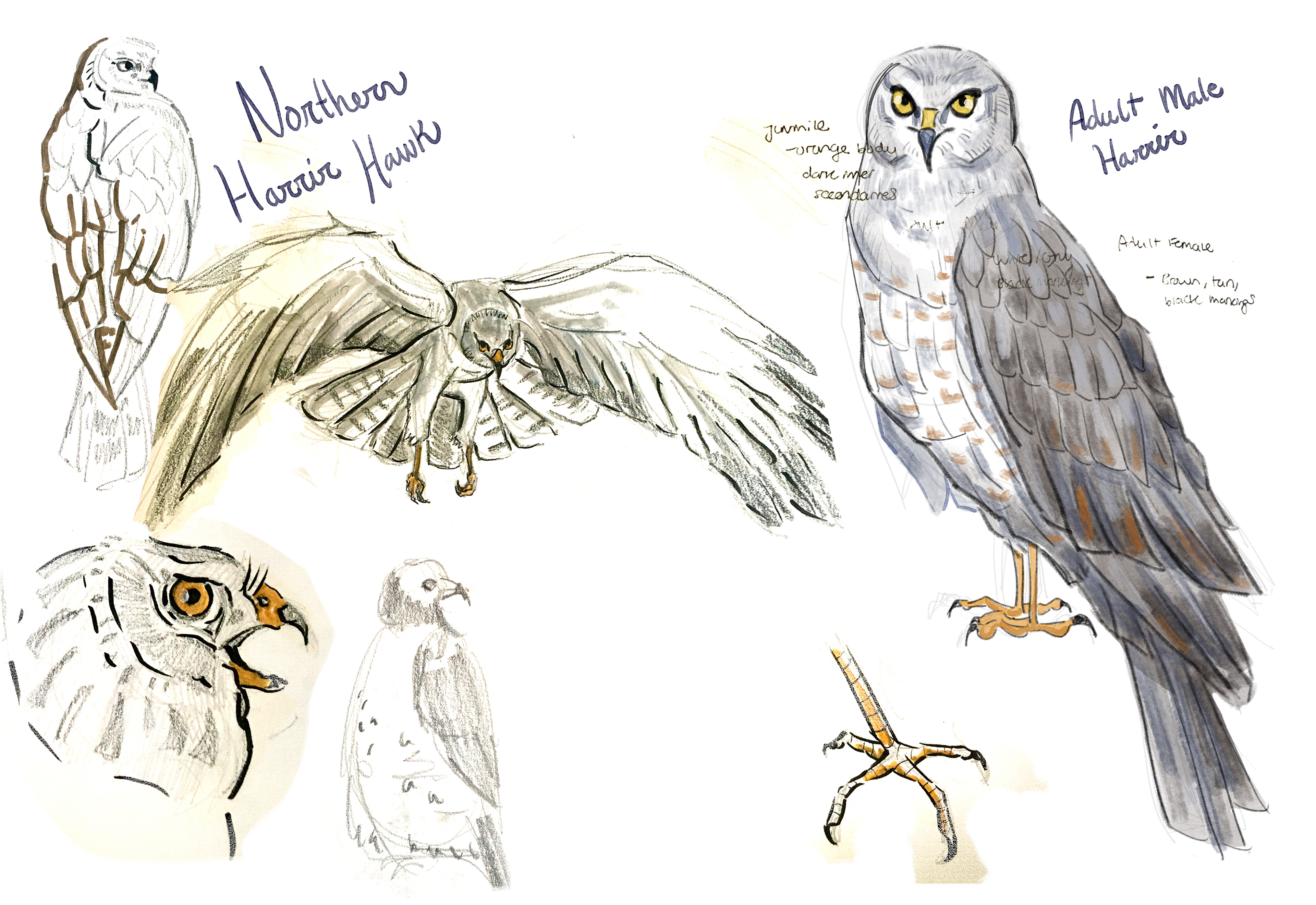 Northern Harrier Hawk Spread