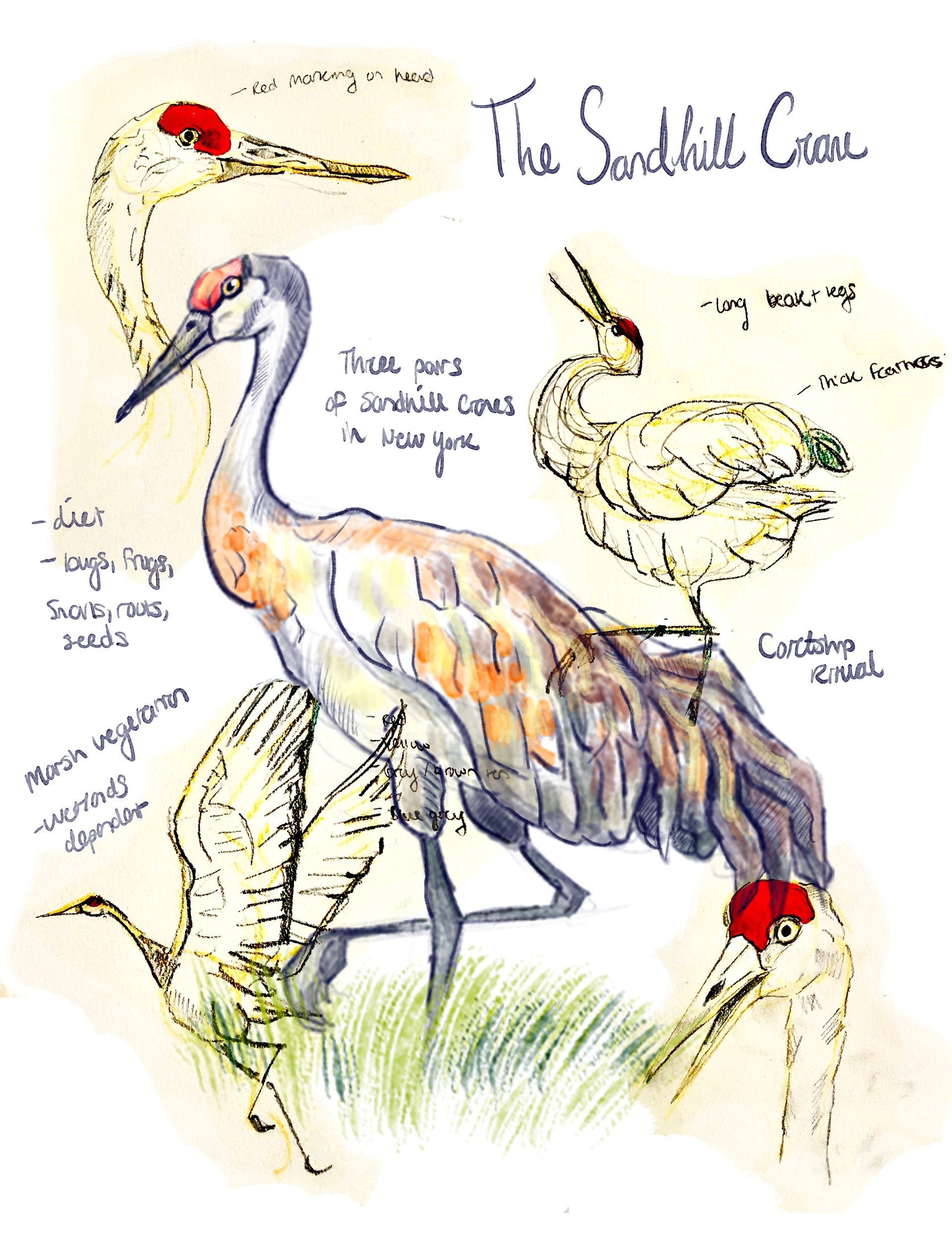 Sandhill Crane Page