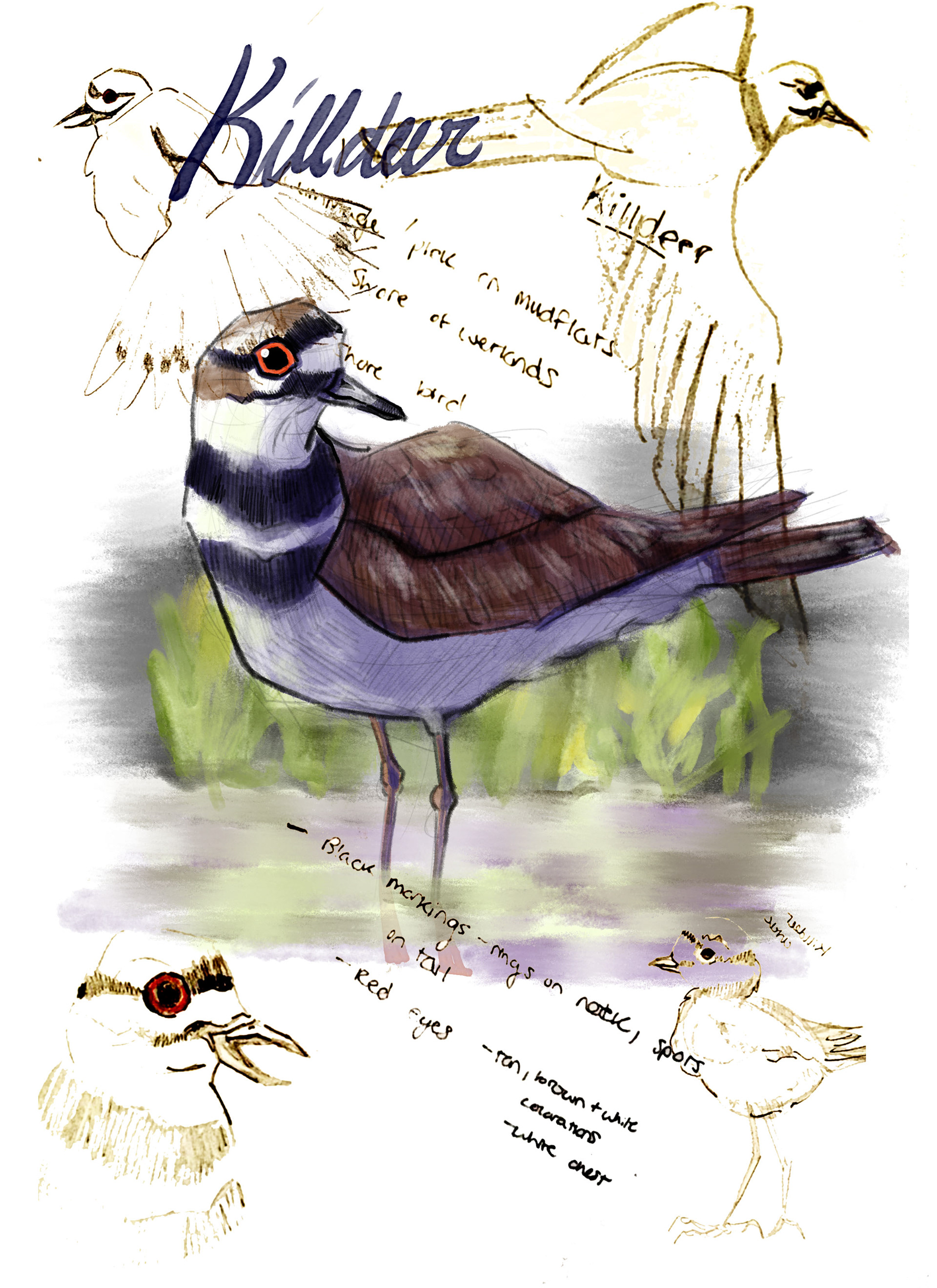 Killdeer Page