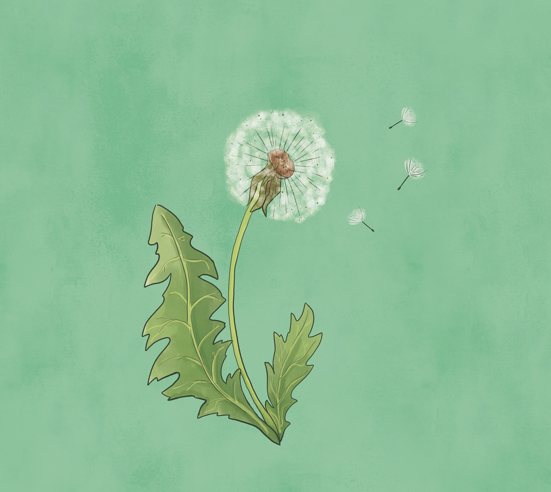 Dandelion