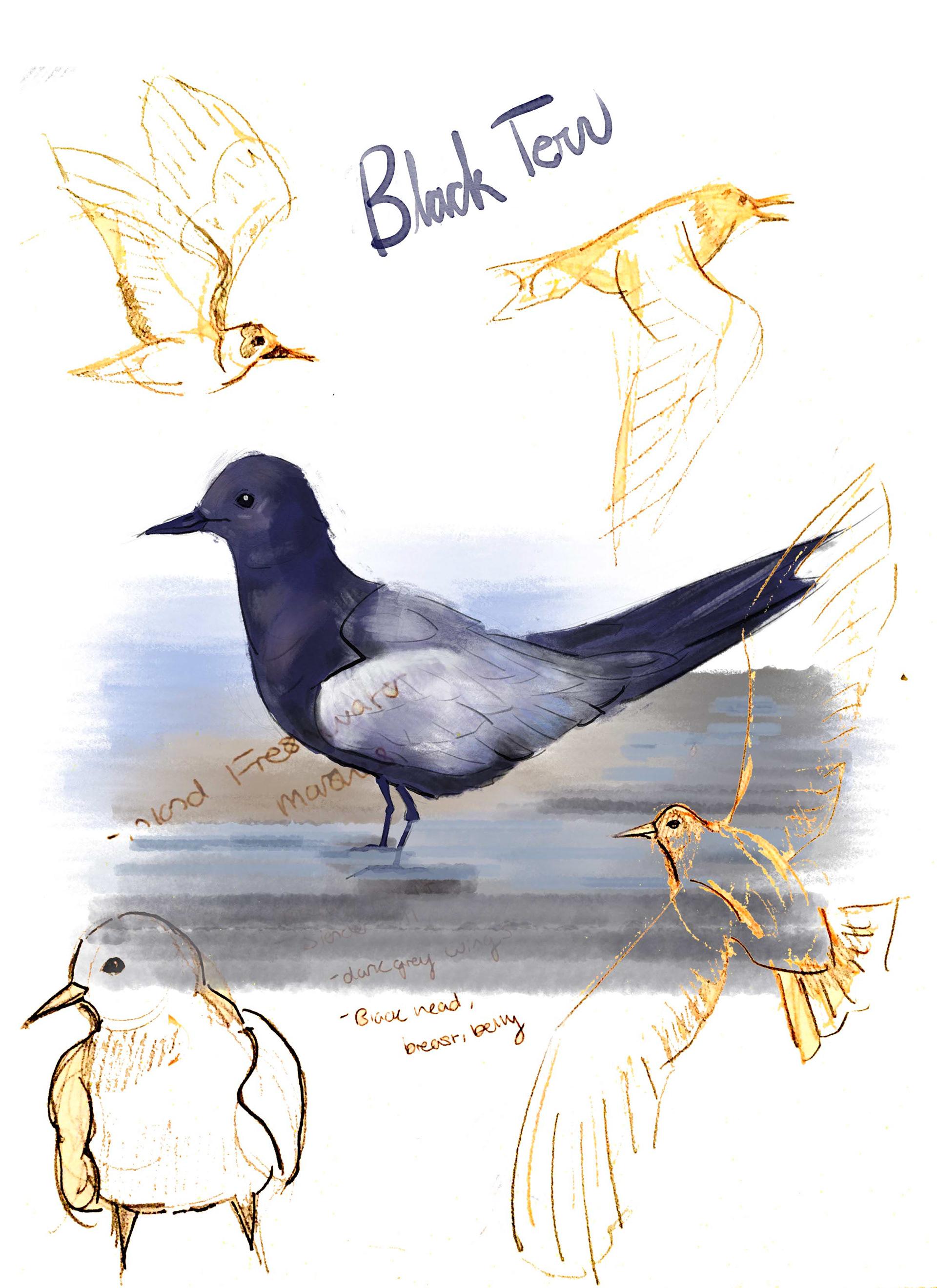 Black Tern Page